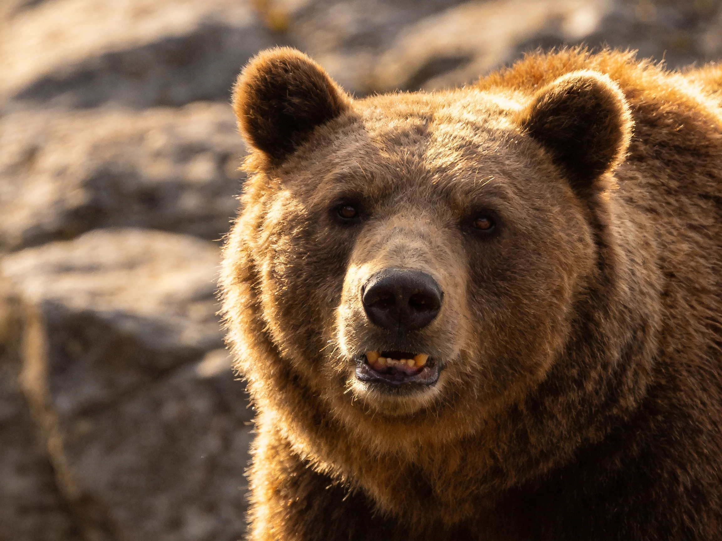 A brown grizzly bear with thick fur near rocky terrain
