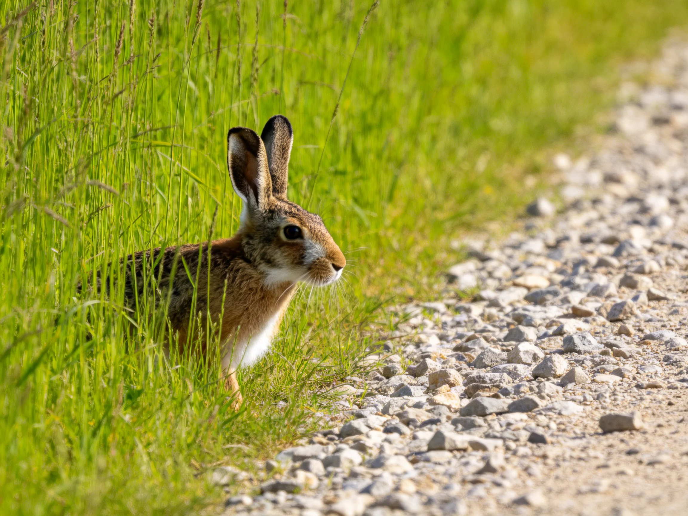 A brown hare is partially hidden in tall green grass next to a gravel path.