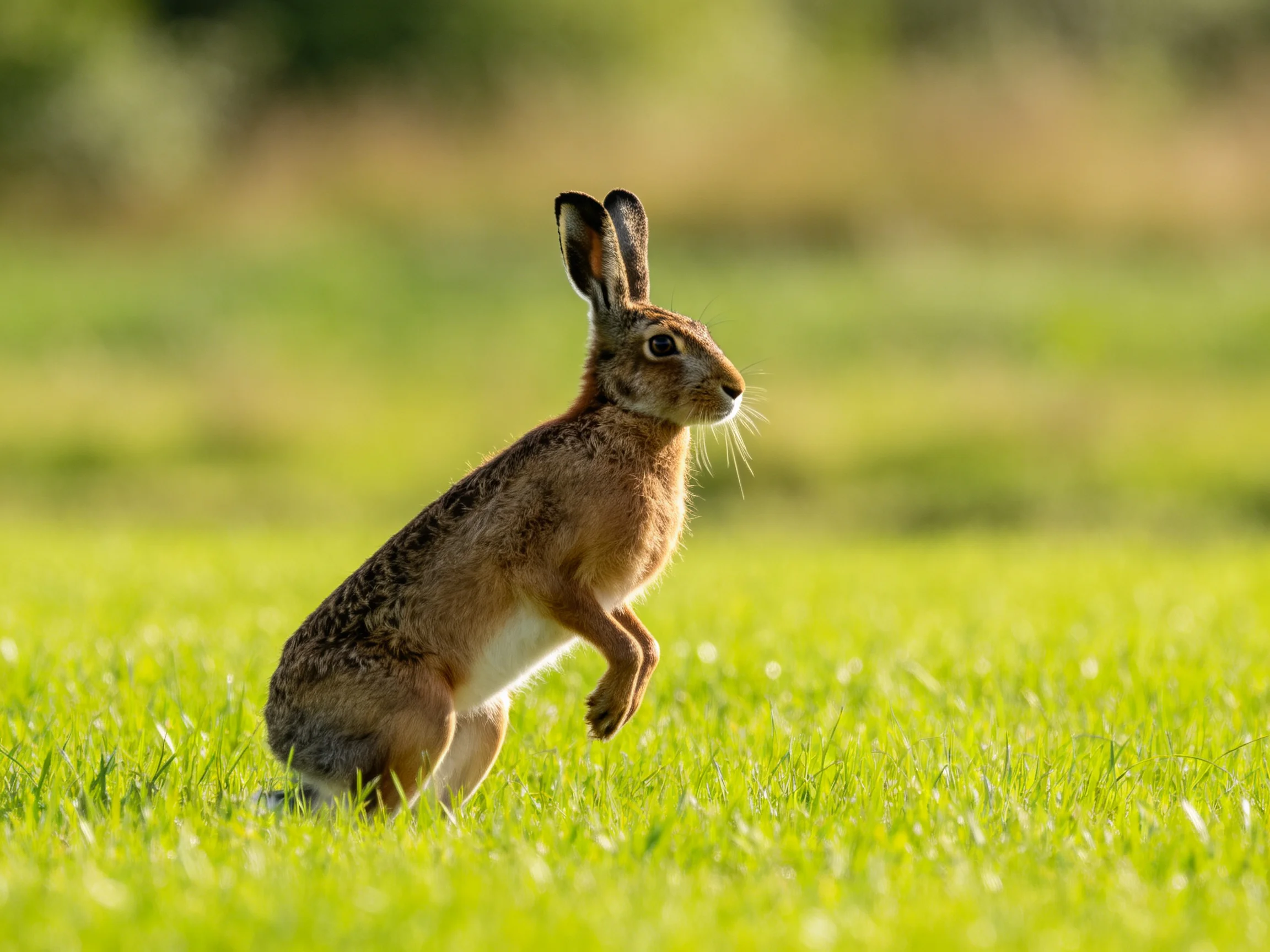 A brown hare moves through green grass in an open field.