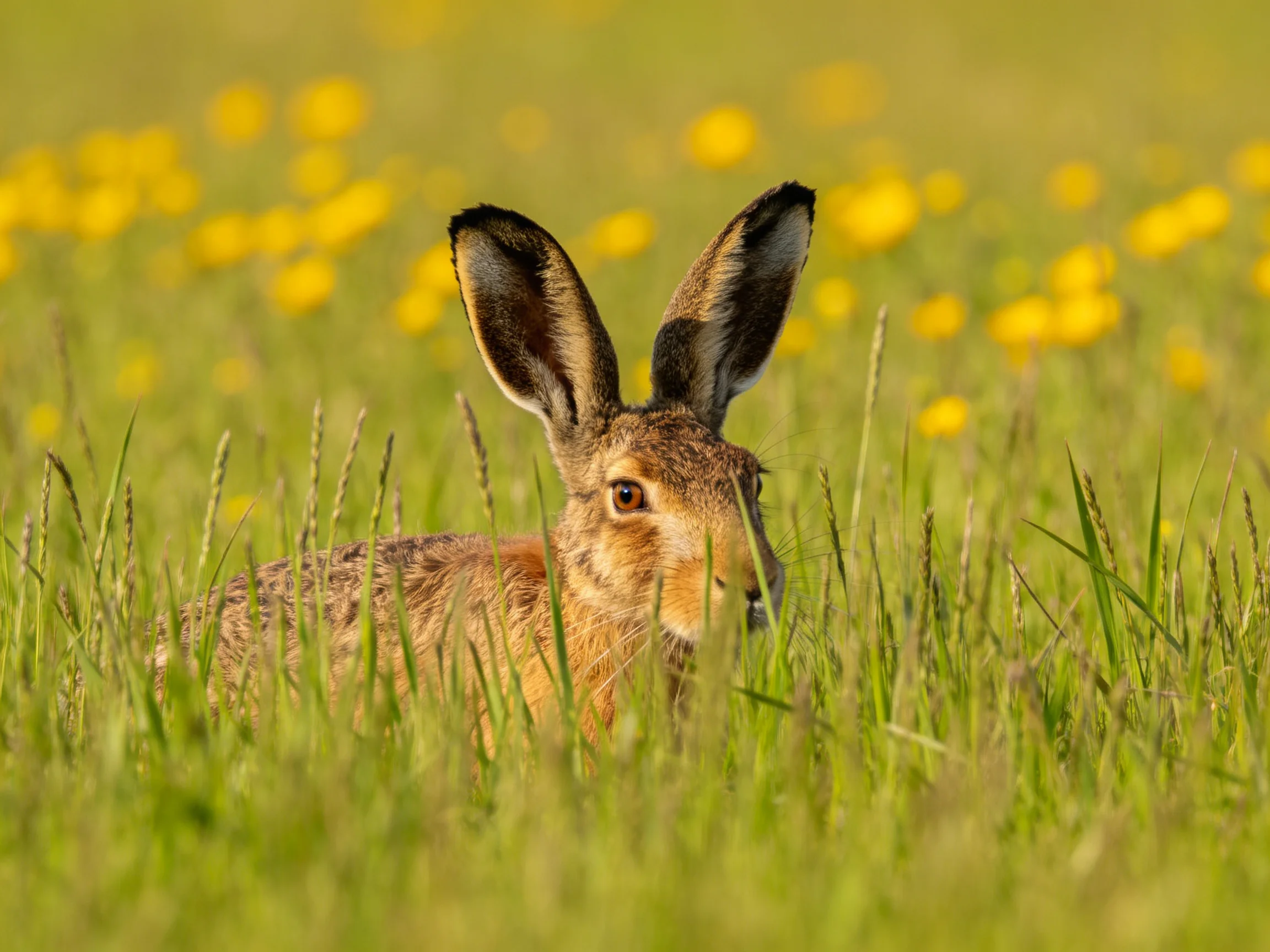 A brown hare rests in tall green grass amid yellow wildflowers