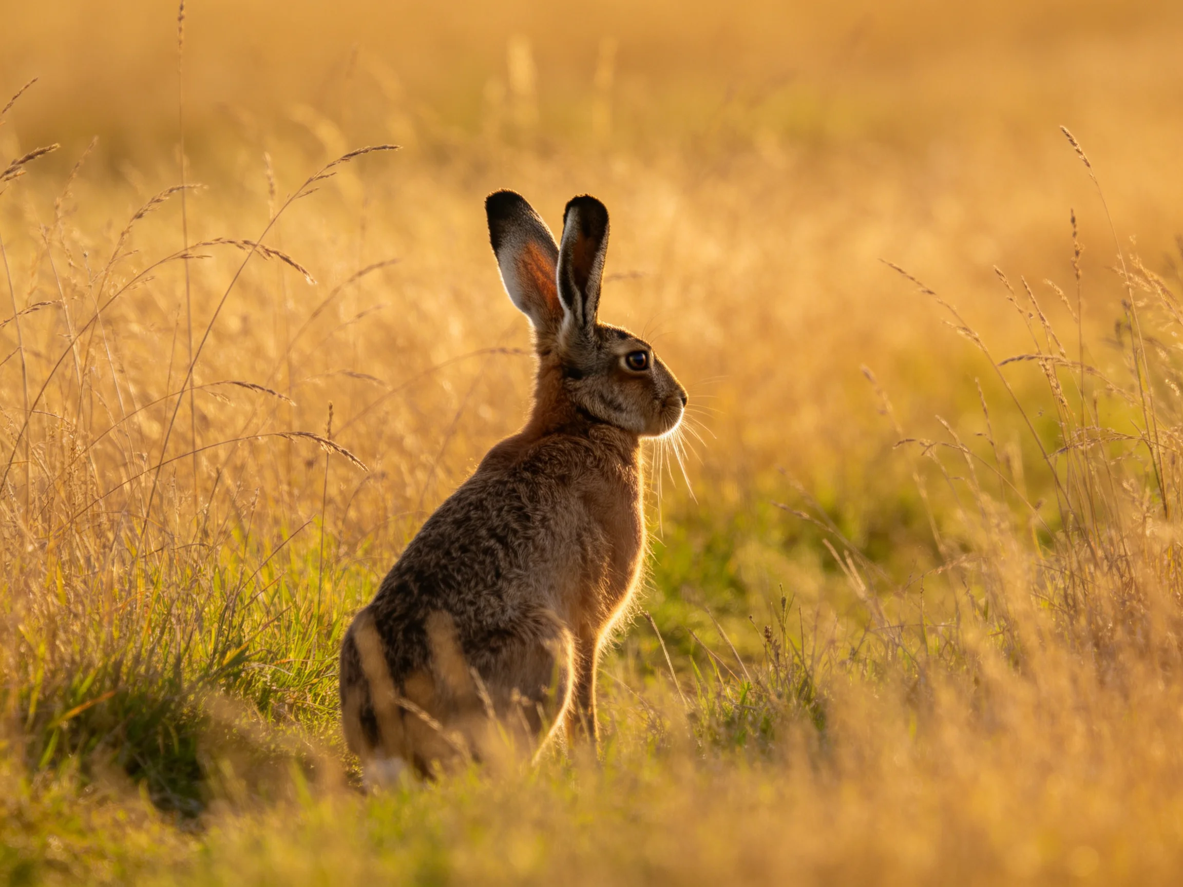 A brown hare sits amid golden grasses under warm sunlight