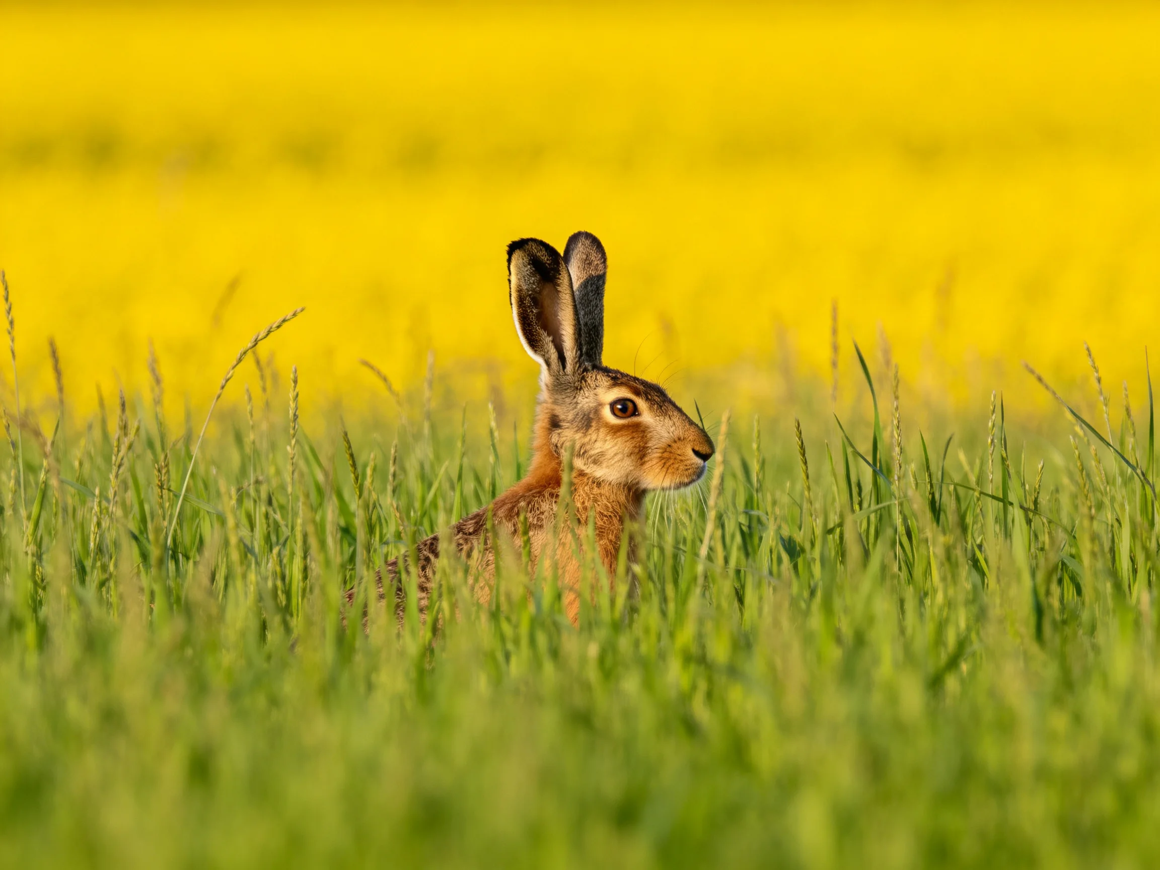 A brown hare rests amid tall green grass with a bright yellow field in the background.