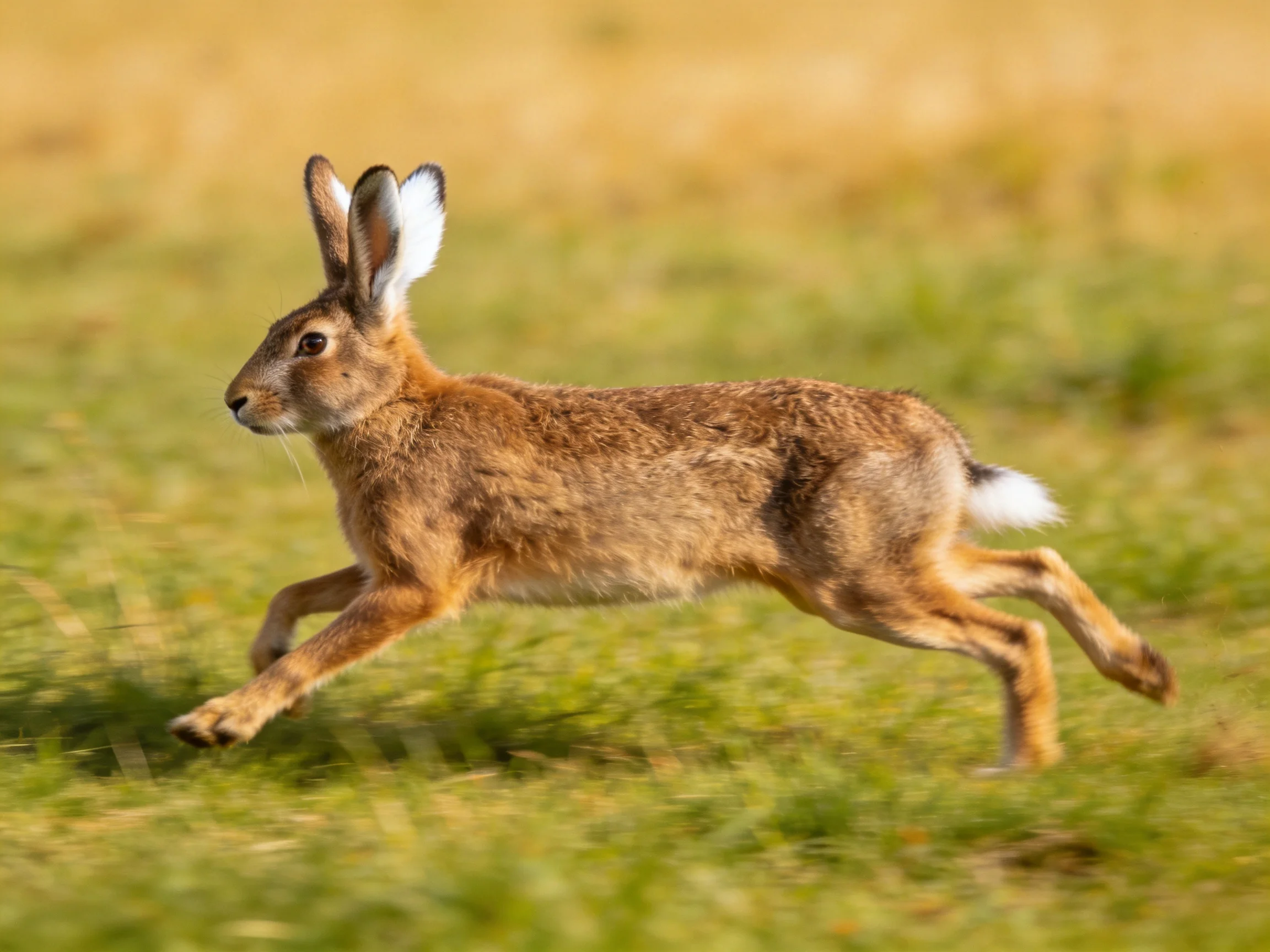 A brown hare sprints across a sunlit grassy field