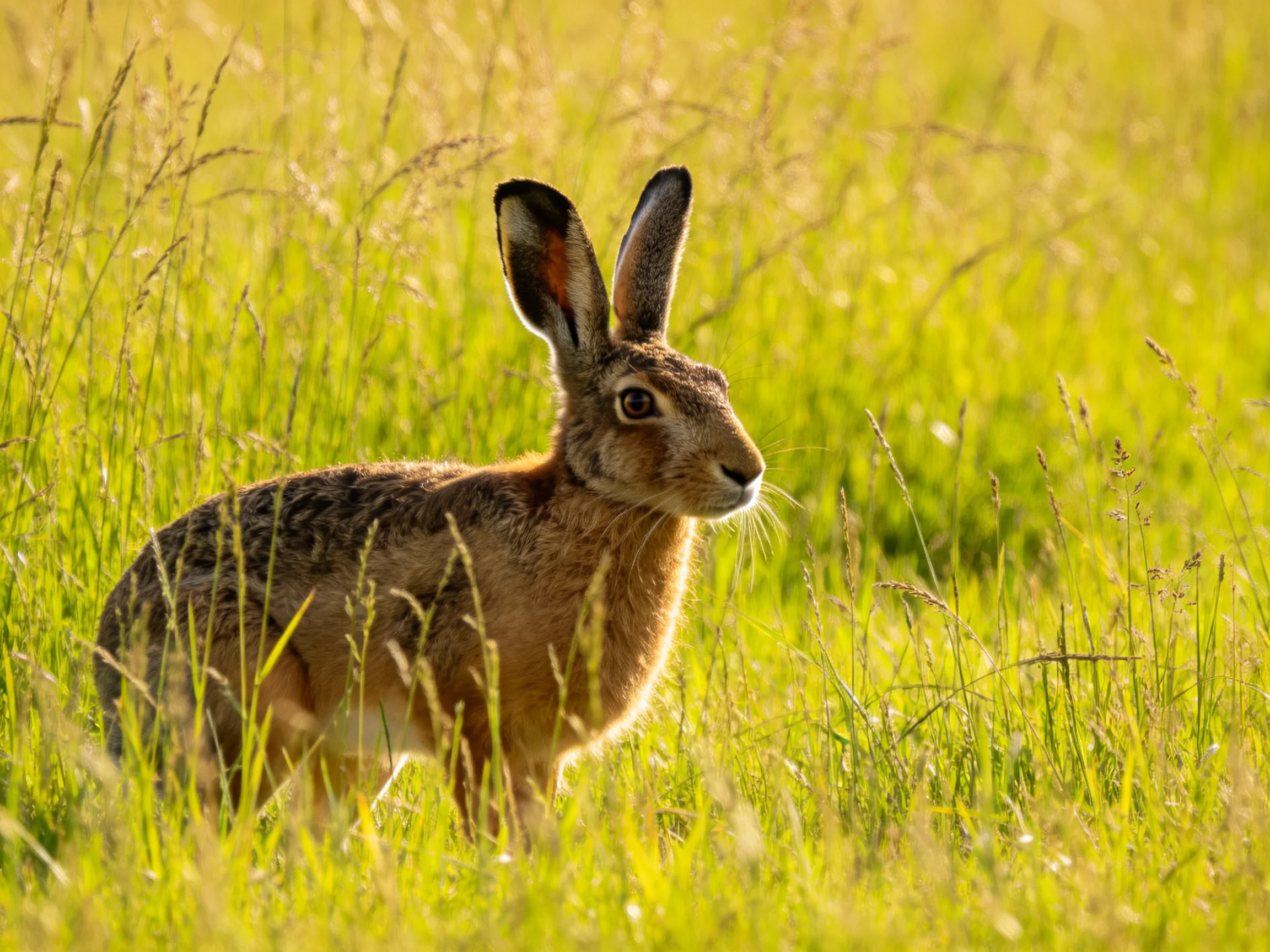 A brown hare stands in a sunlit meadow of tall grass