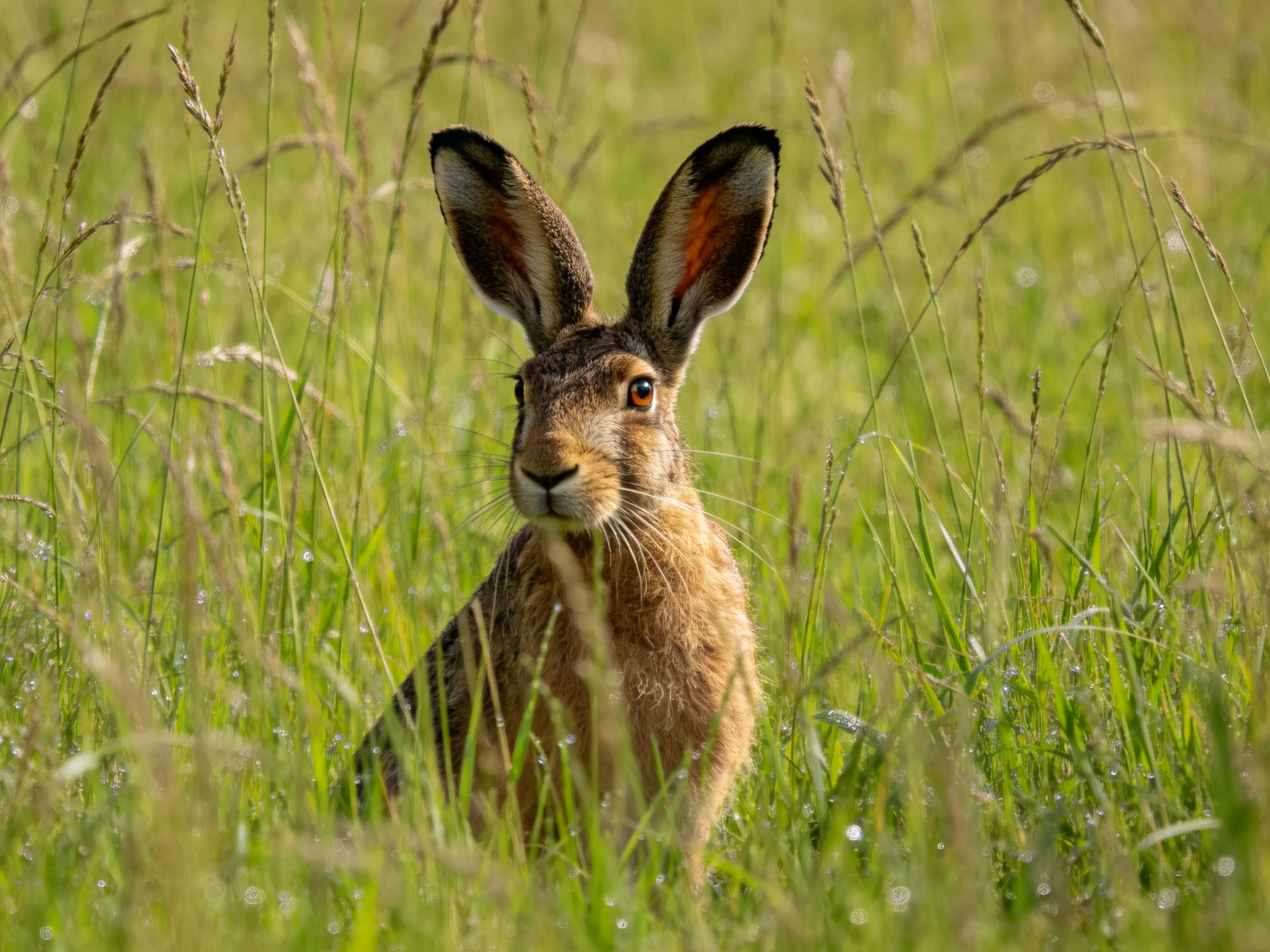 A brown hare with large ears in tall green grass