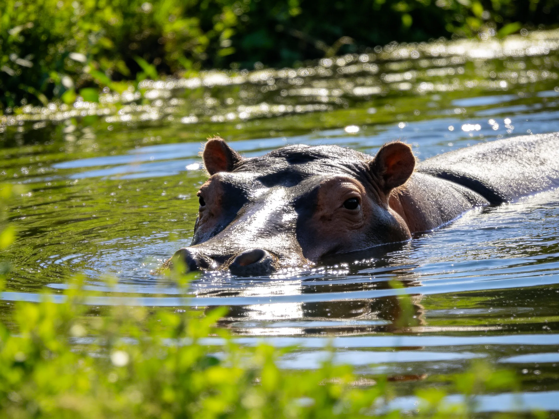 A hippopotamus rests in calm water near dense greenery.
