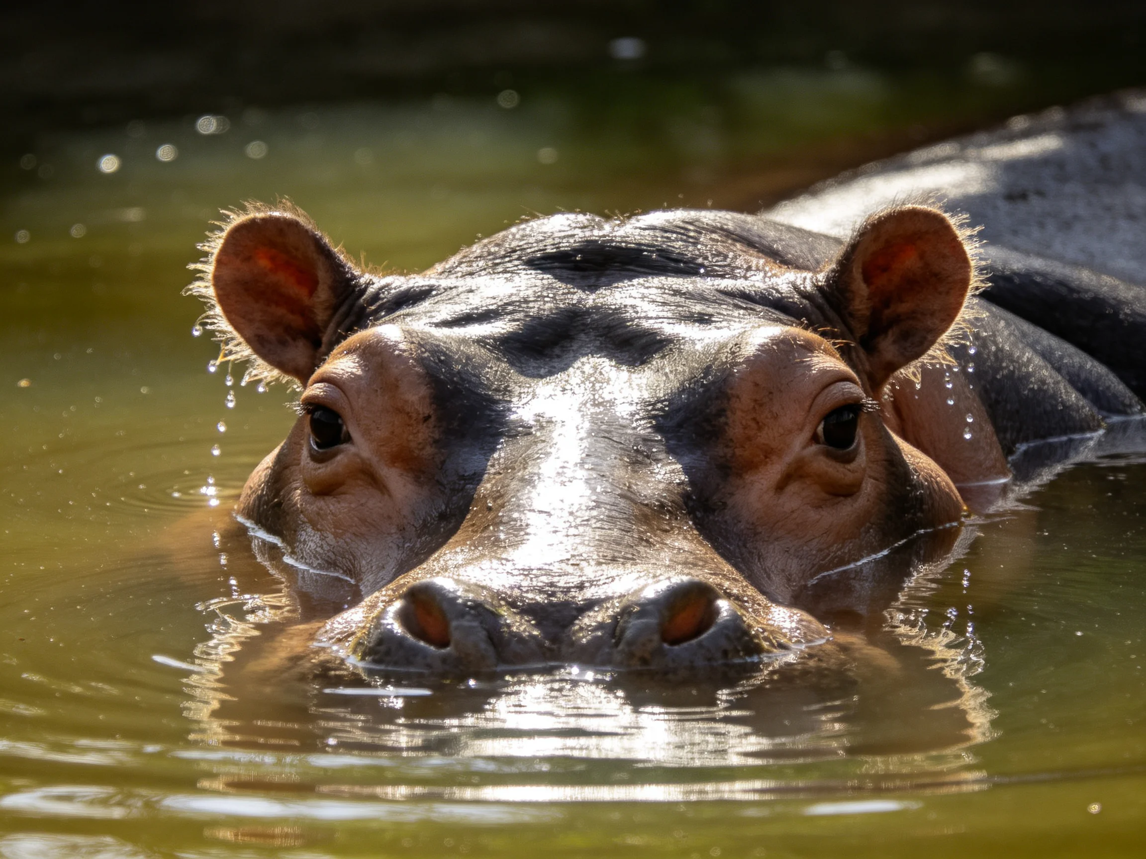 A brown hippopotamus partially submerged in murky green water