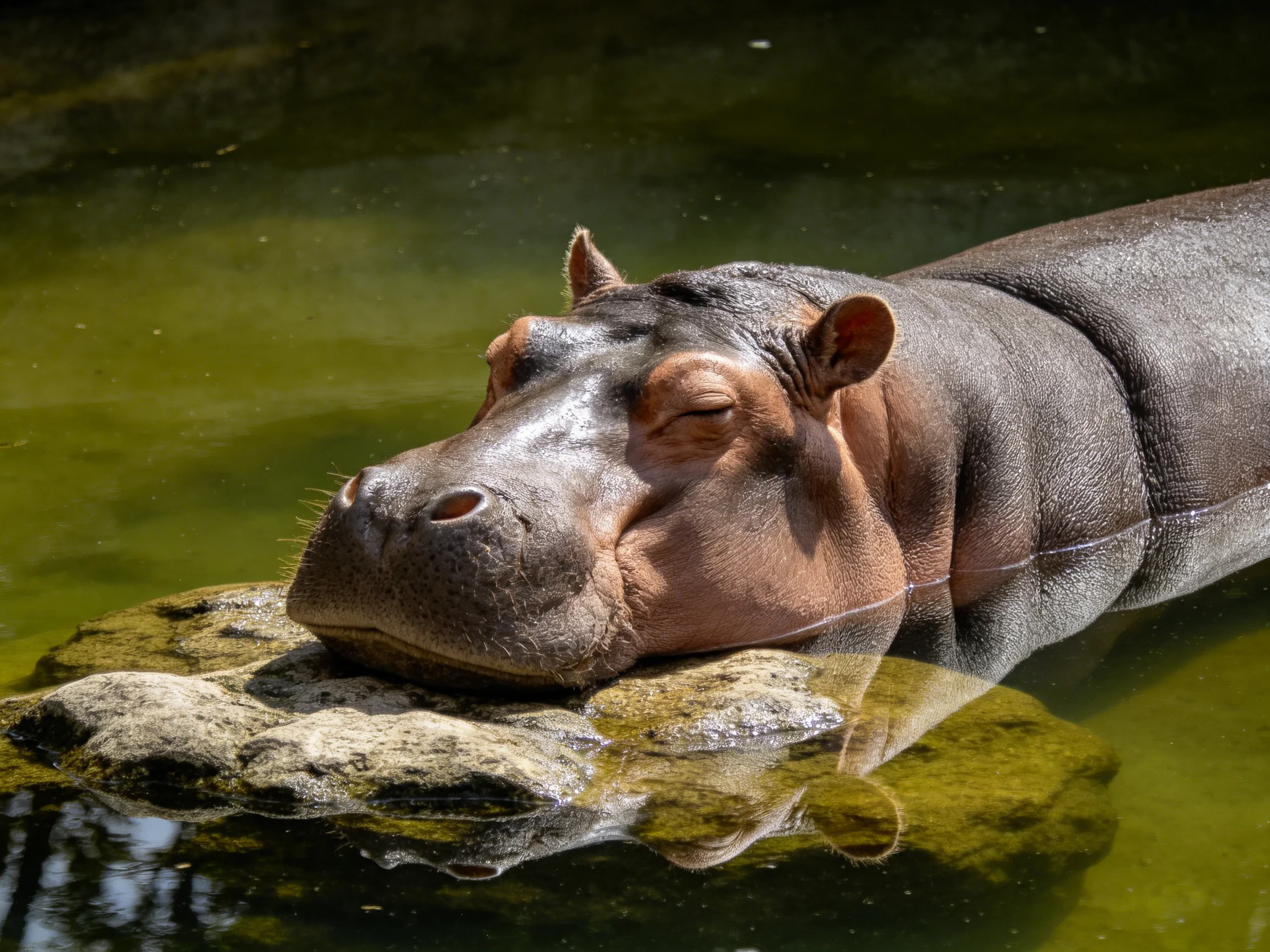 A brown hippopotamus rests on a moss - covered rock in murkygreen water