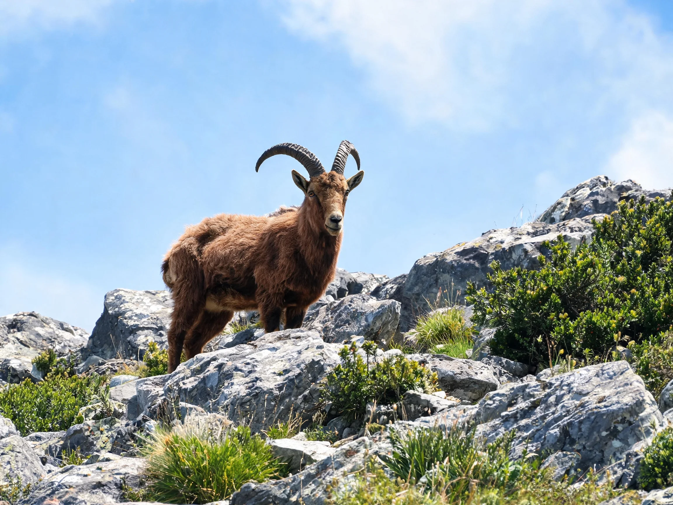A brown-horned goat stands on rugged rocky mountain terrain