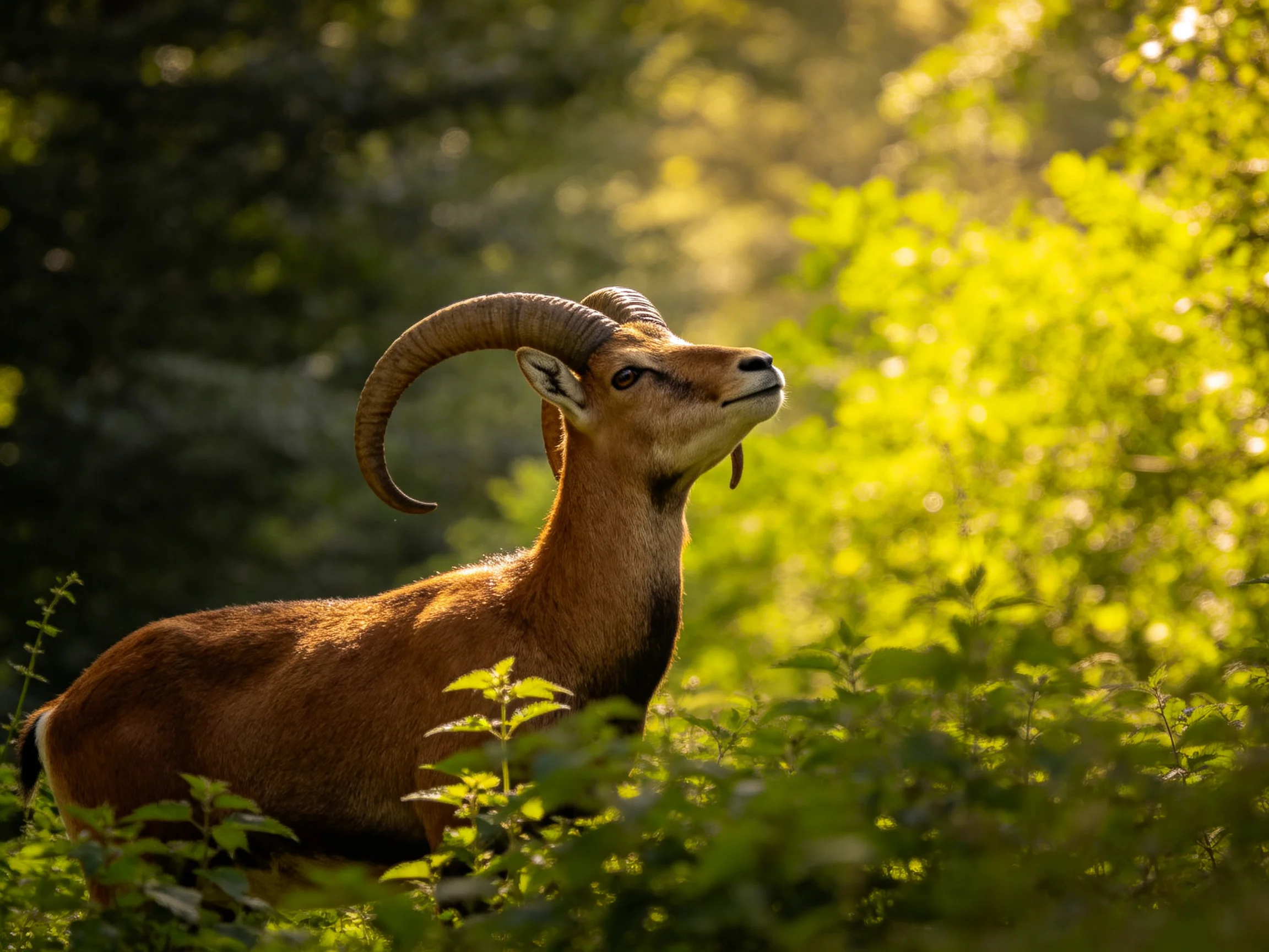 A brown-horned goat with large curved horns in green foliage