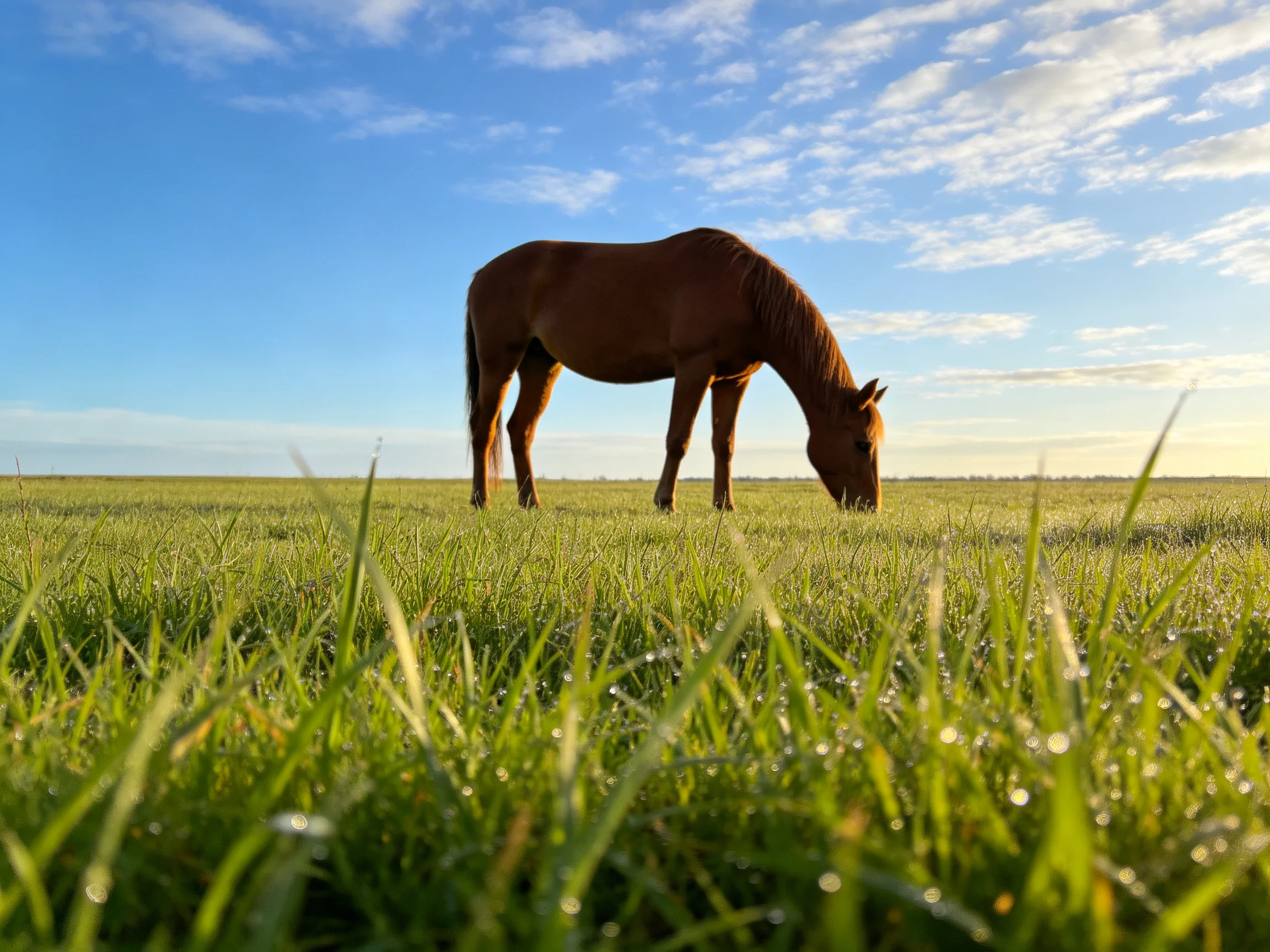 A brown horse grazes in dewy green meadow under clear blue sky