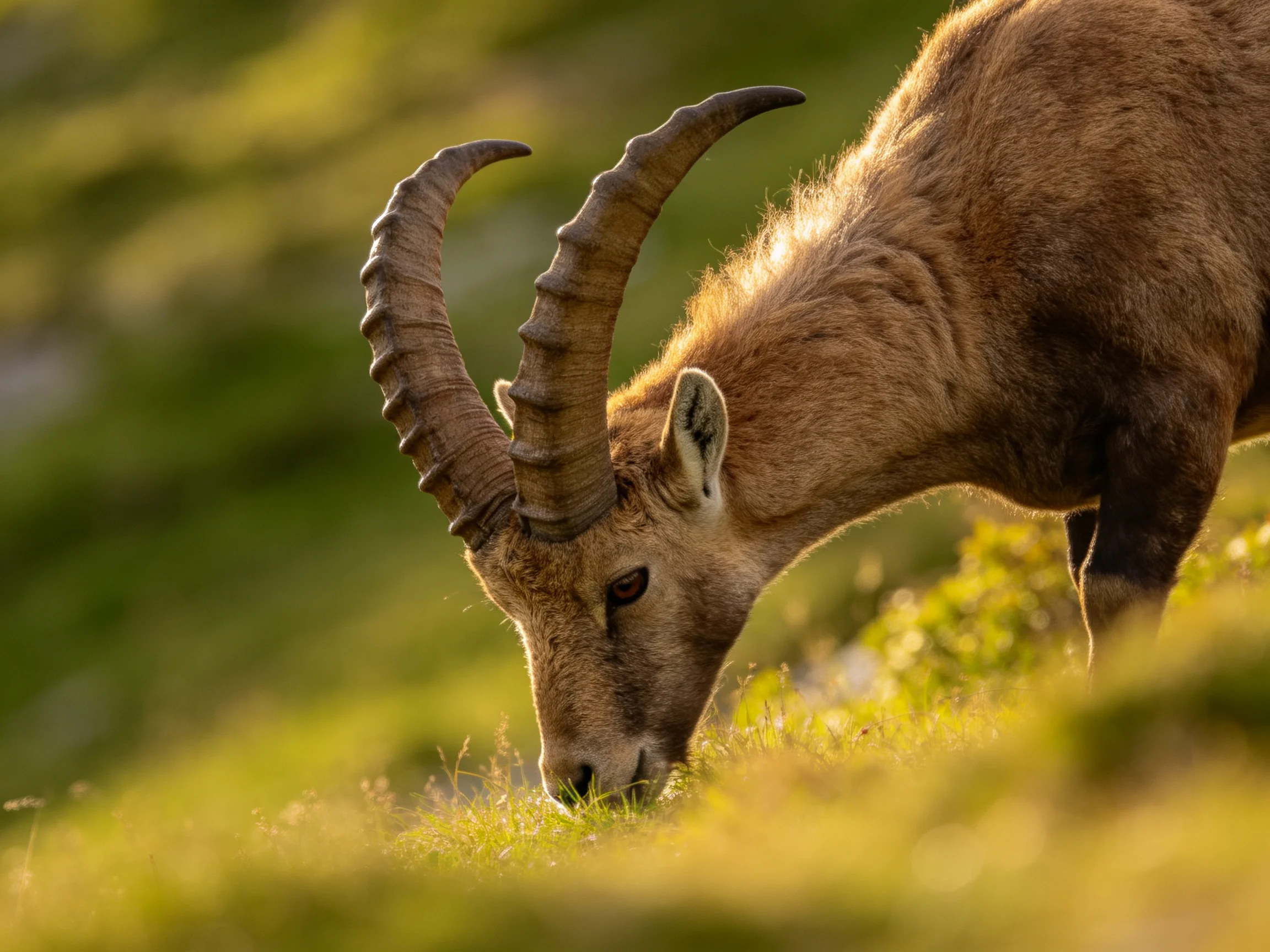 An ibex with large curved horns grazes in a sunlit meadow.