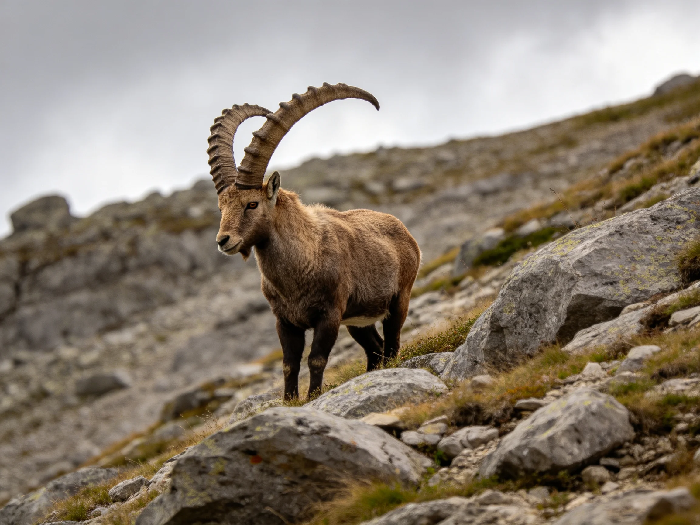 An ibex with large curved horns stands on rocky mountain terrain.