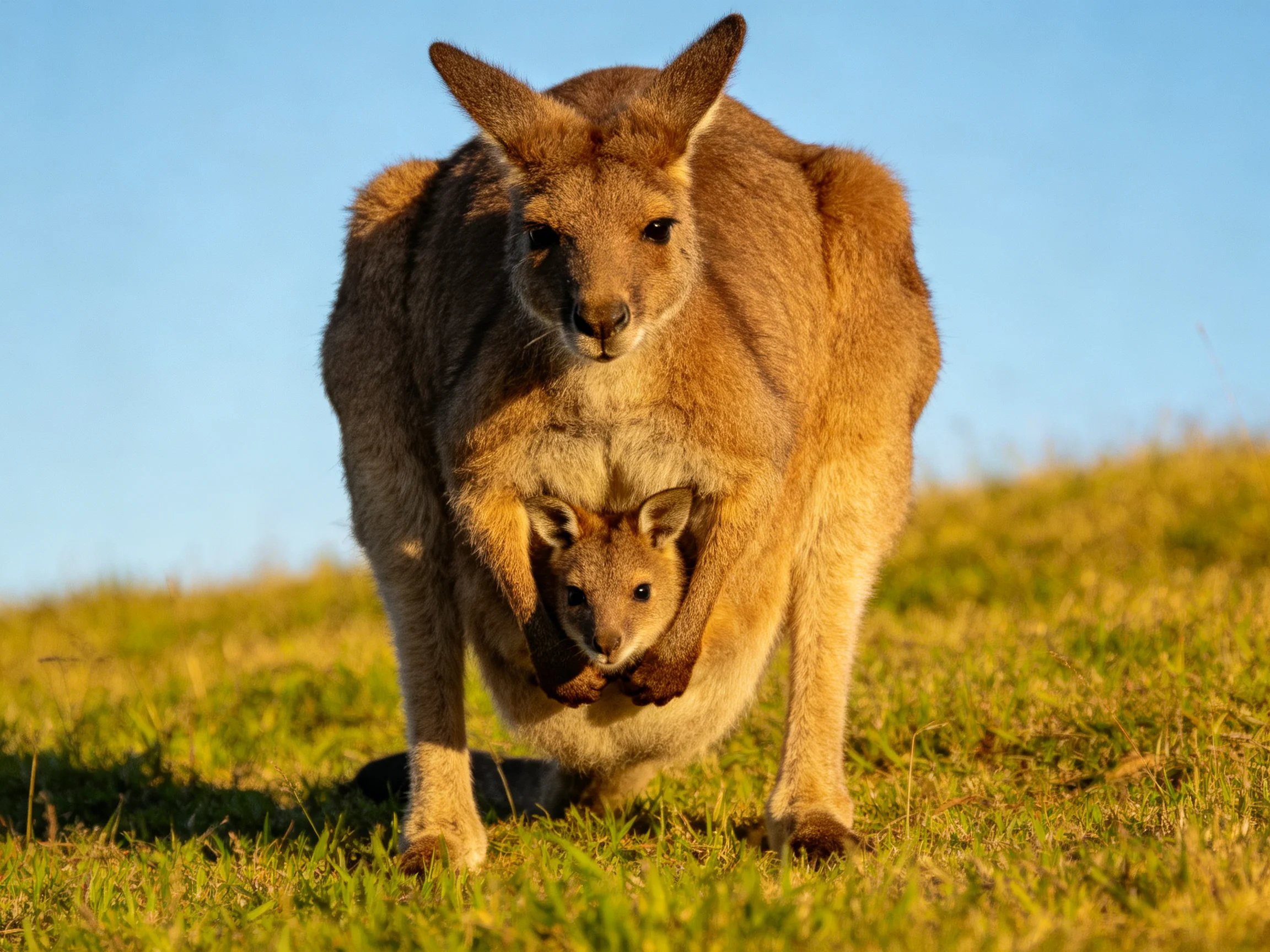 A brown kangaroo carries a joey on a golden grassy hill under blue sky