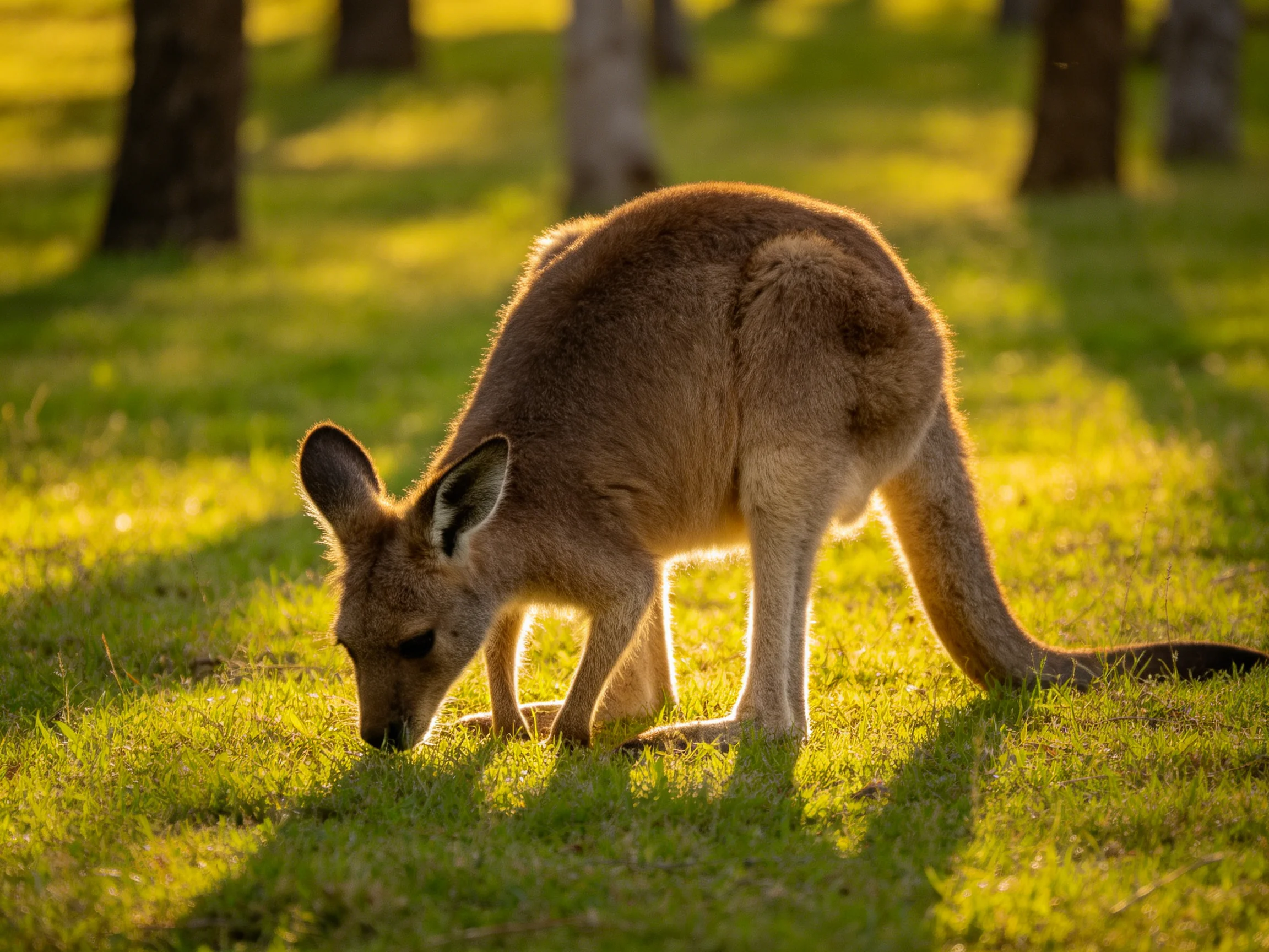 A kangaroo forages in a sunlit grassy space near trees.