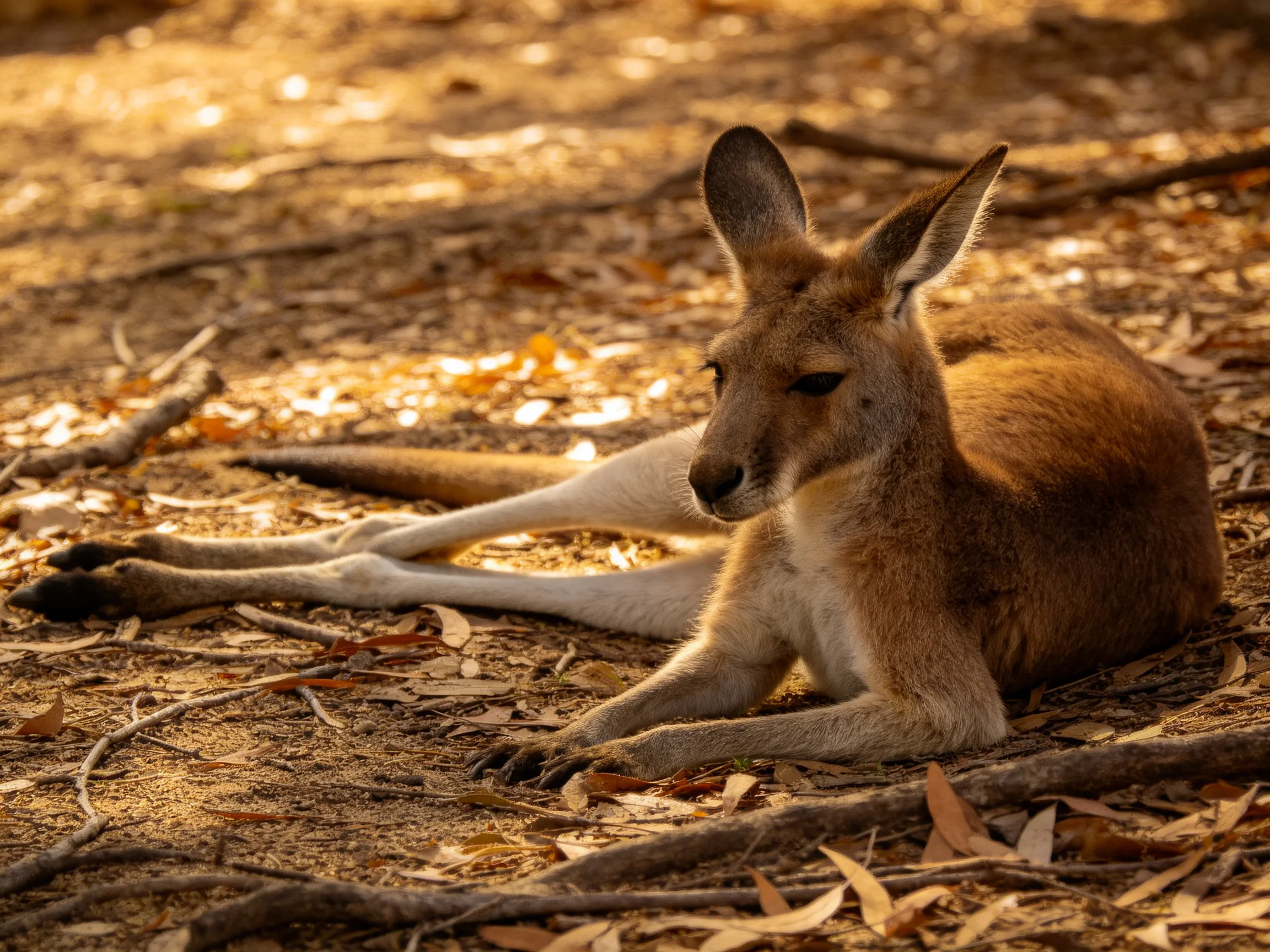 A brown kangaroo relaxes on a leafy forest floor illuminated by warm sunlight.
