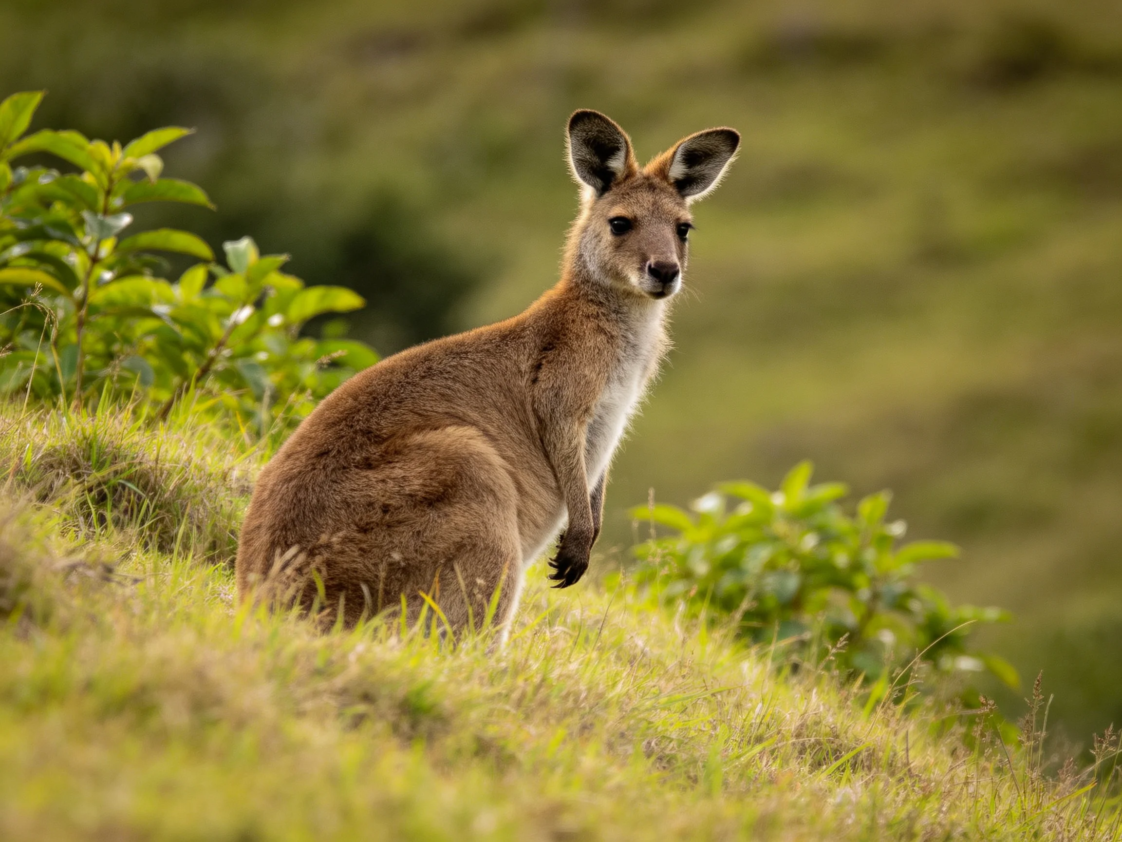 A brown kangaroo rests on a grassy hillside near green vegetation.