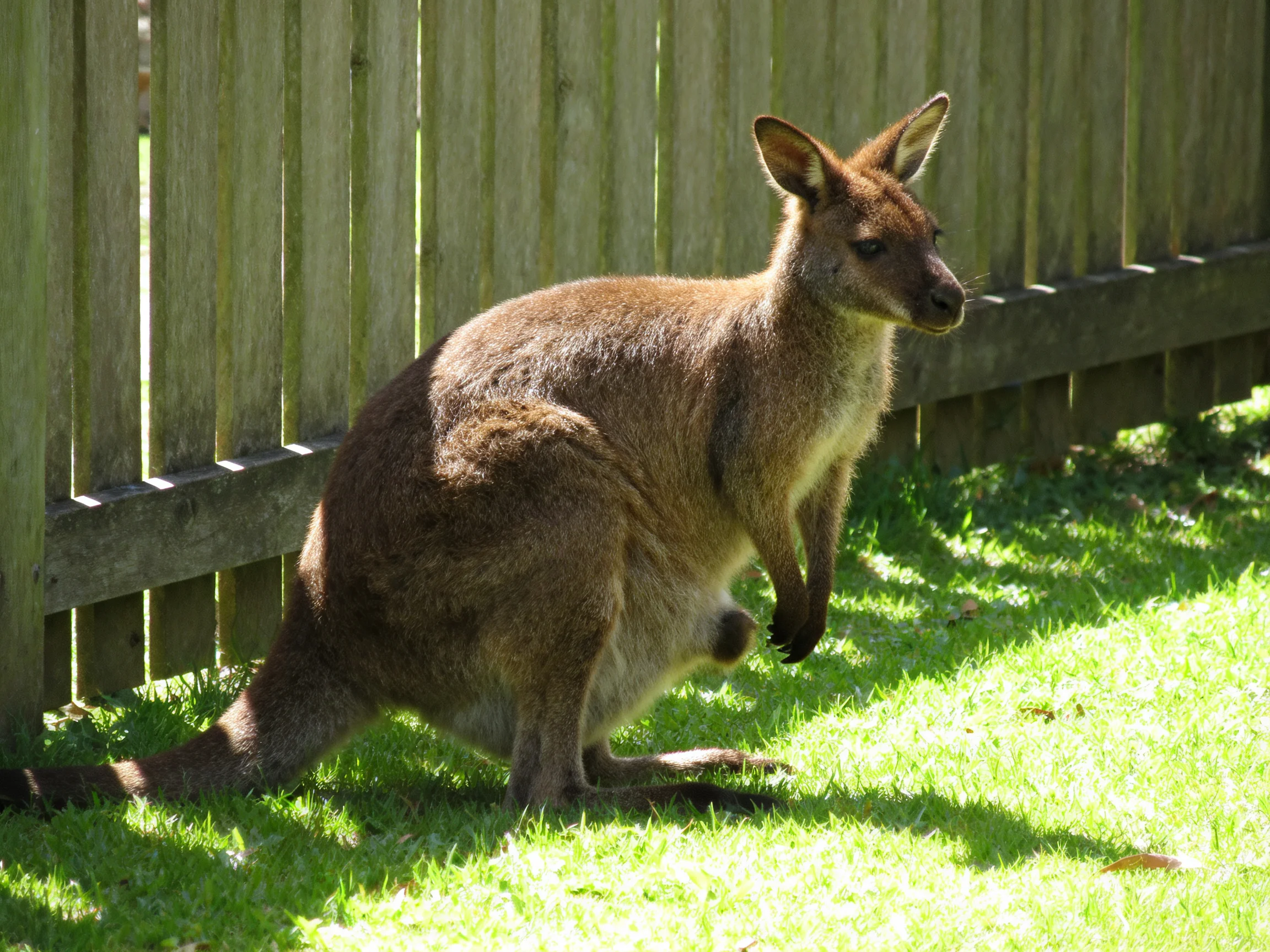 A kangaroo is near a wooden fence on grass.