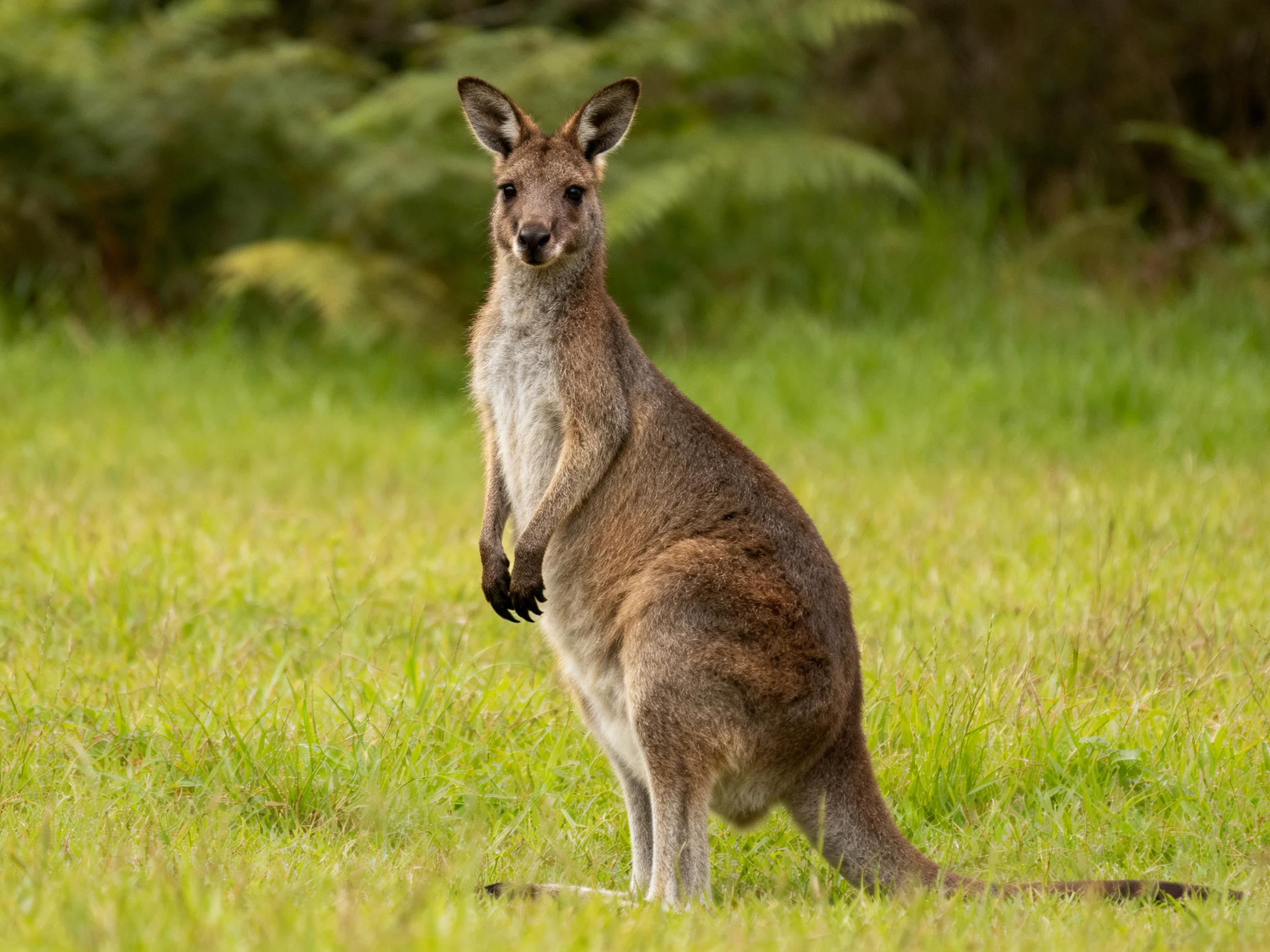 A kangaroo stands alert in a sun-dappled grassy field.