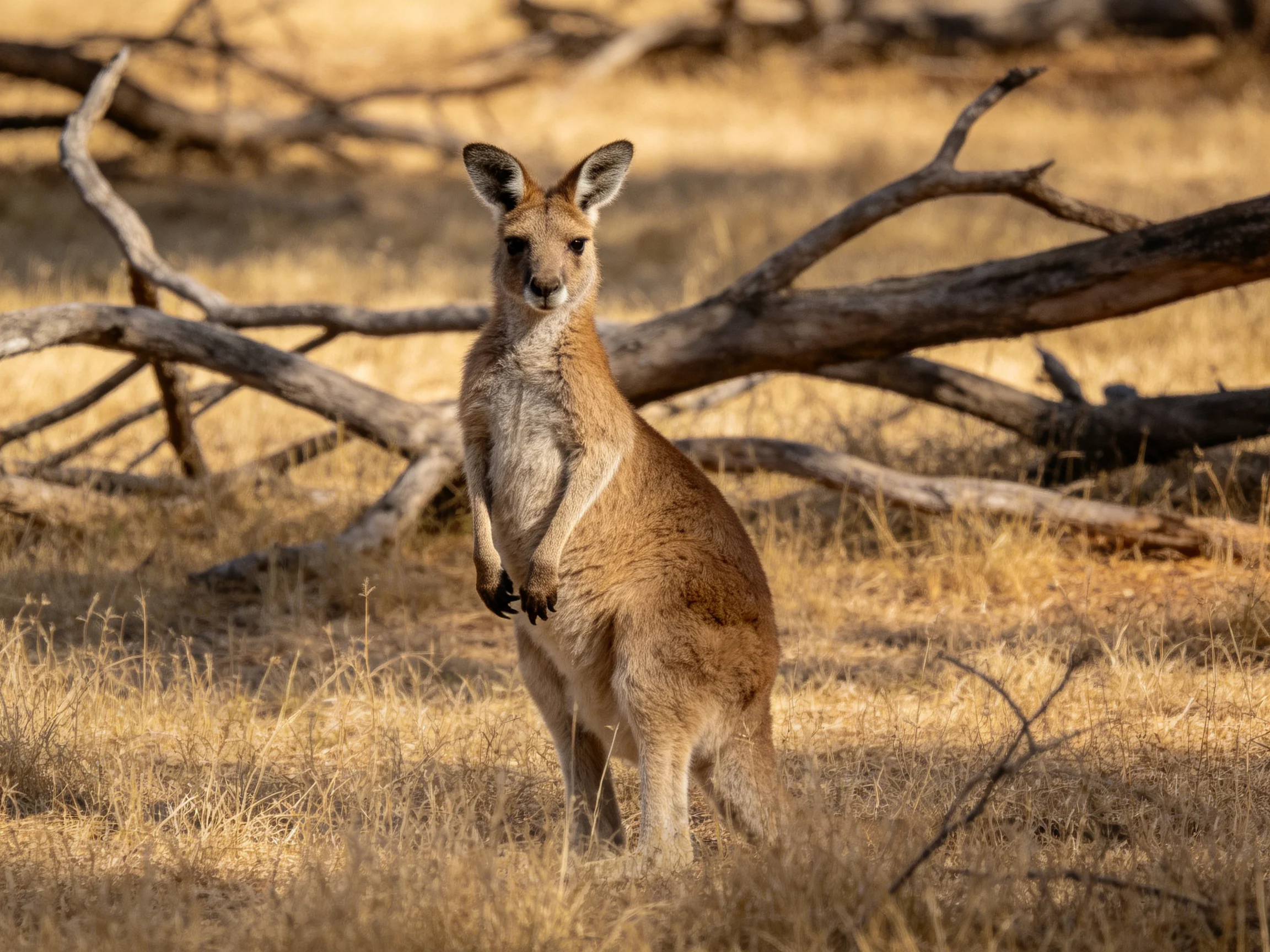 A brown kangaroo stands among golden dry grass and fallen tree limbs