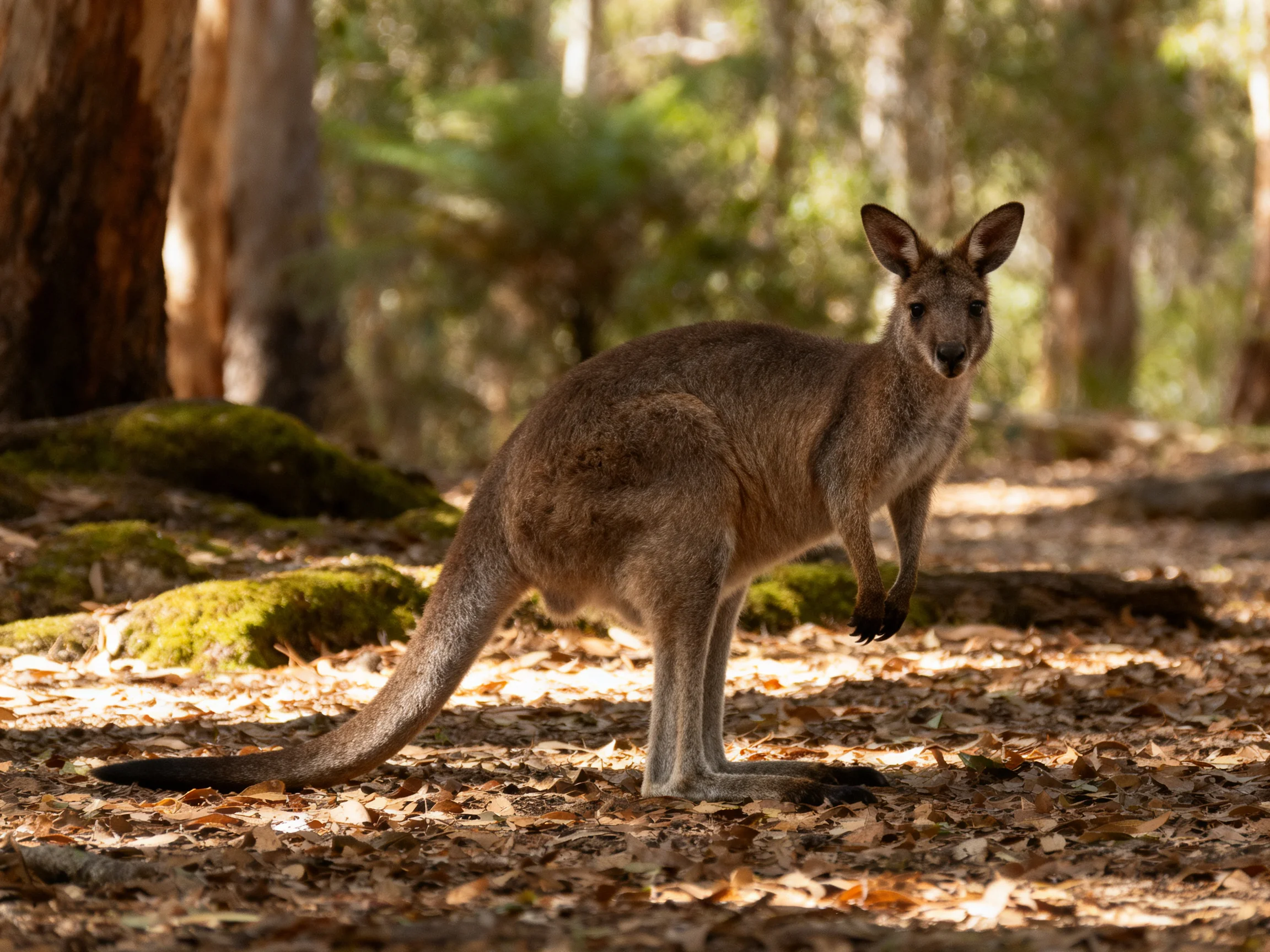 A kangaroo stands in a sunlit forest with mossy rocks nearby.