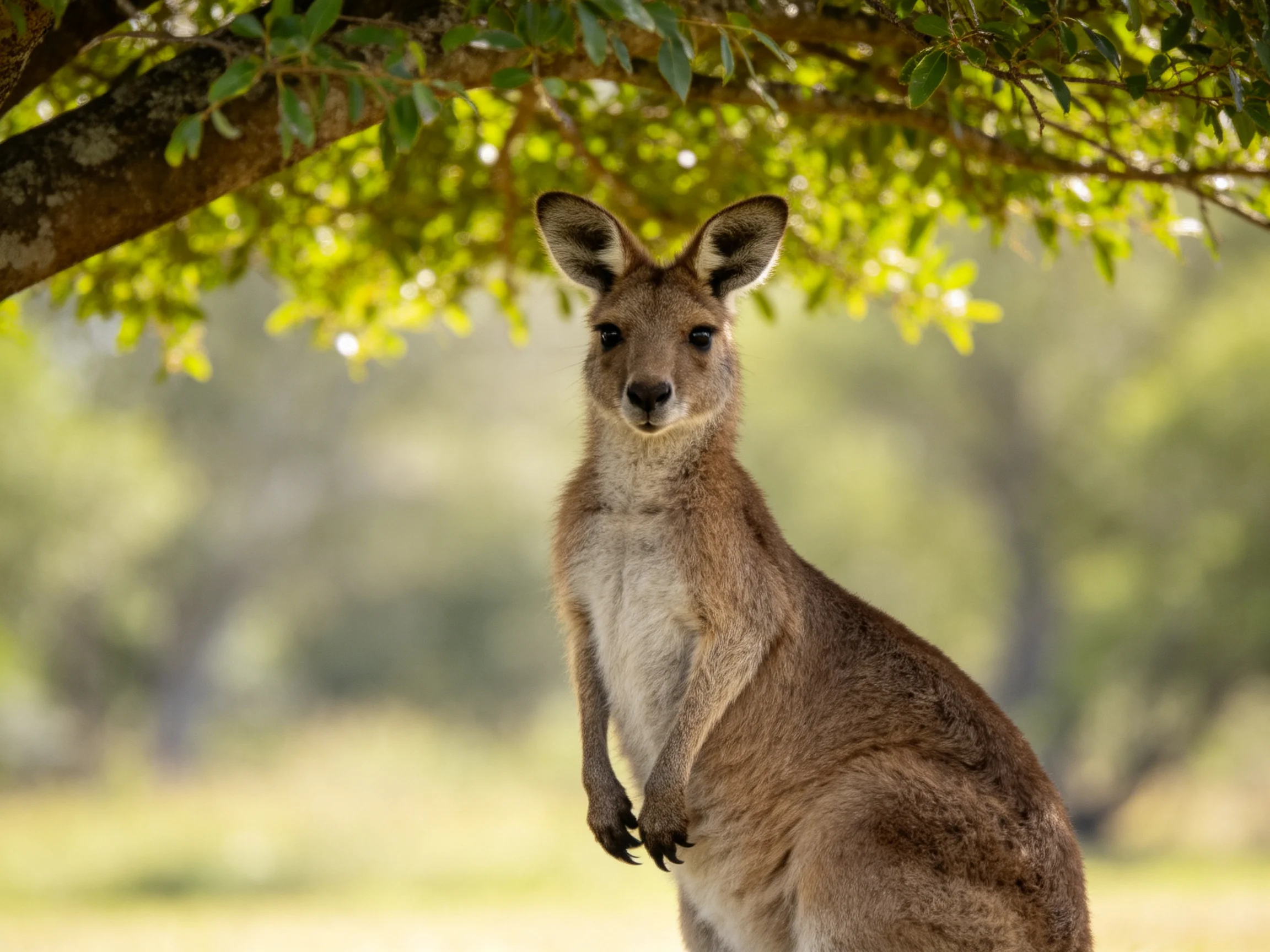 A brown kangaroo stands near trees in a sunlit outdoor setting.