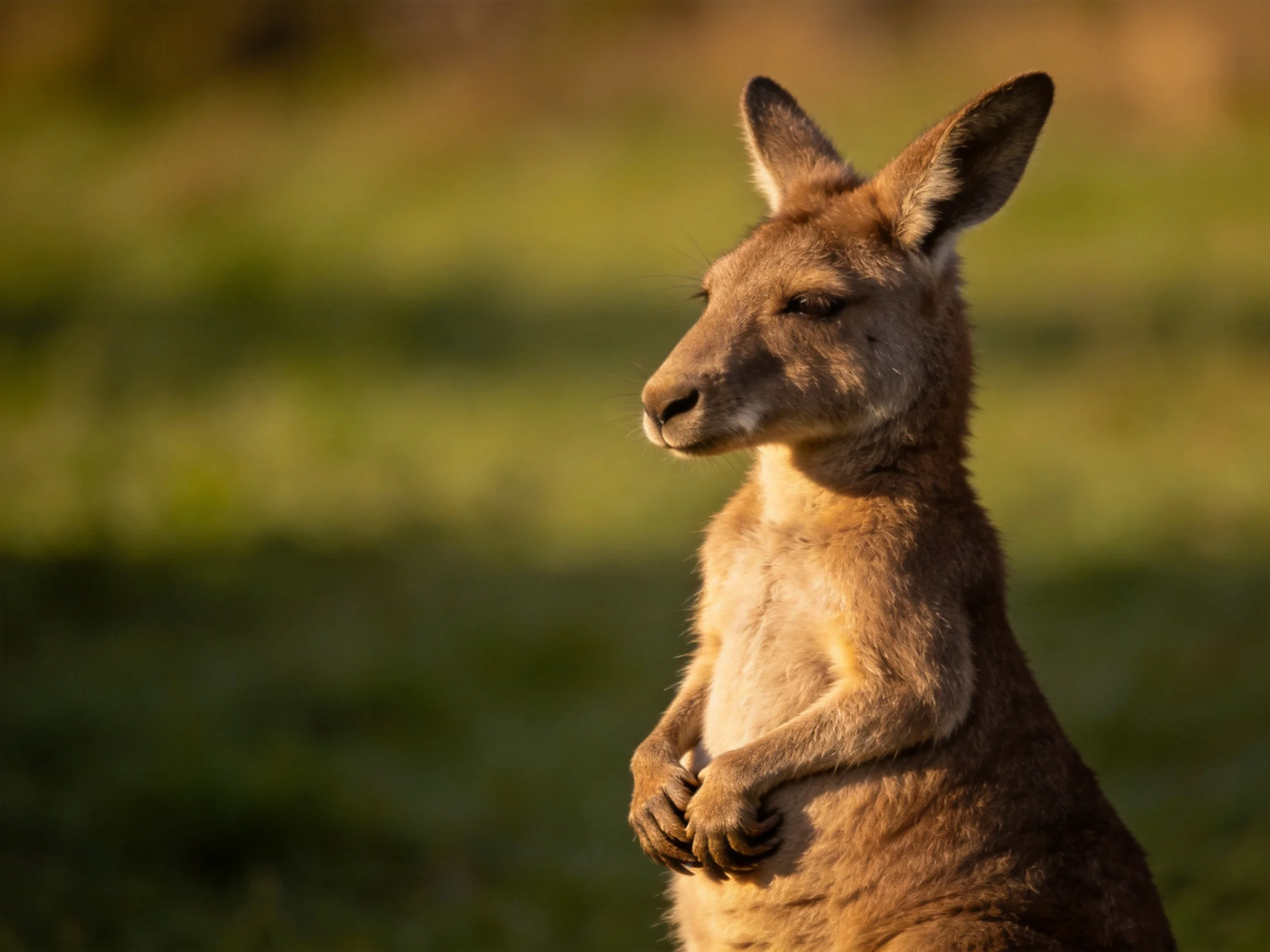 A brown kangaroo stands in a sun-drenched green landscape