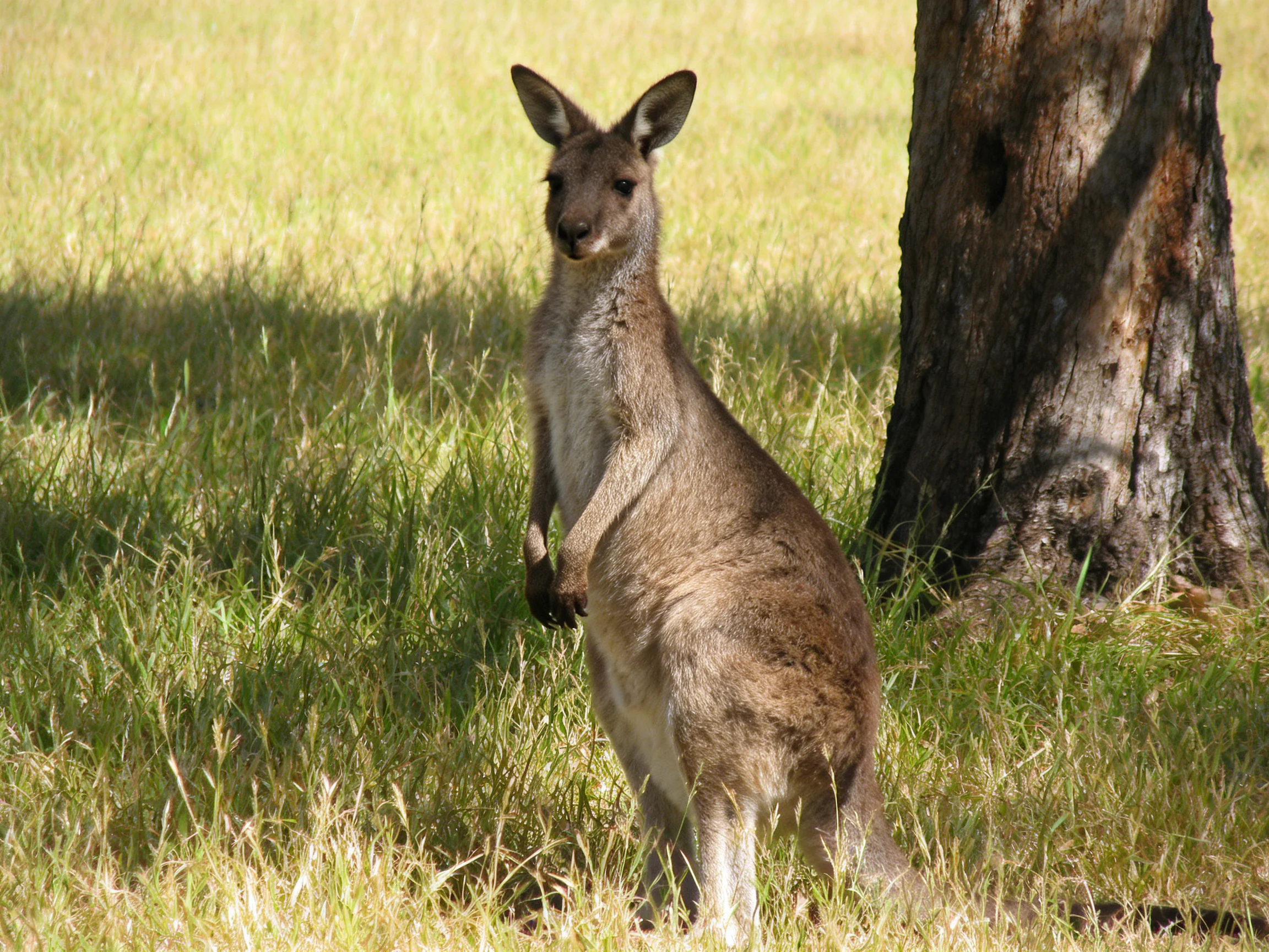 A brown kangaroo stands near a large tree in tall green grass
