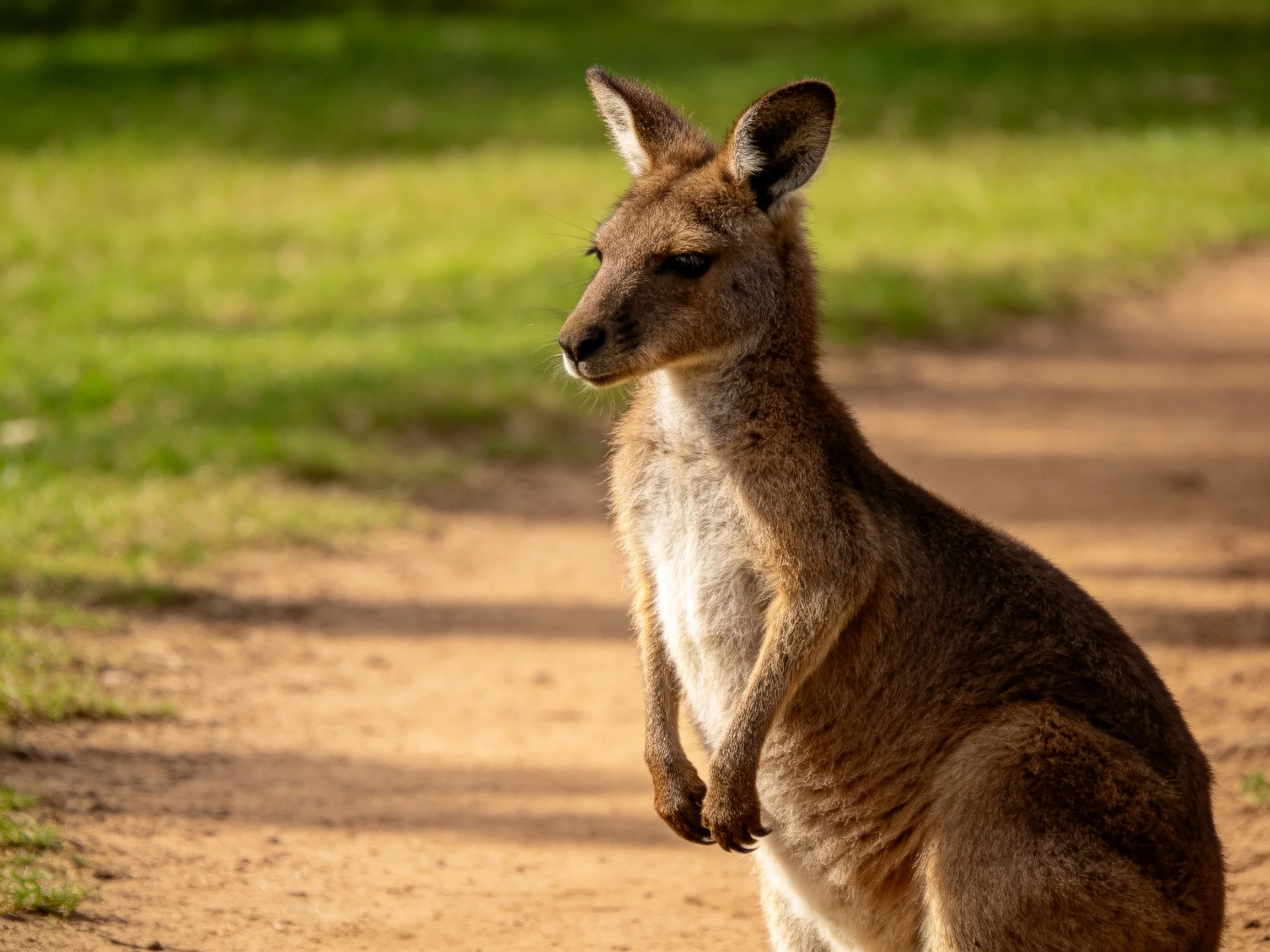 A brown kangaroo sits on a dirt path near green grass.