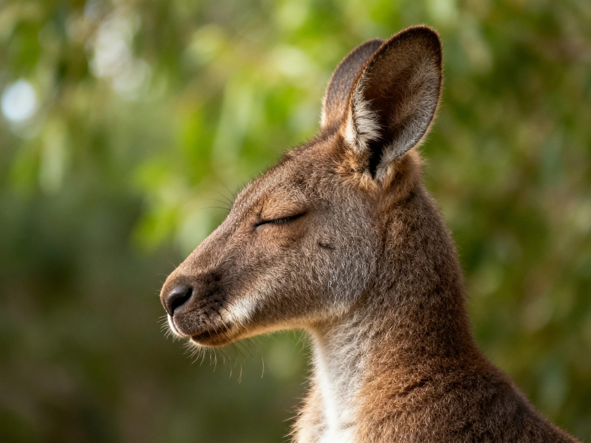 A brown kangaroo with closed eyes amid lush green foliage