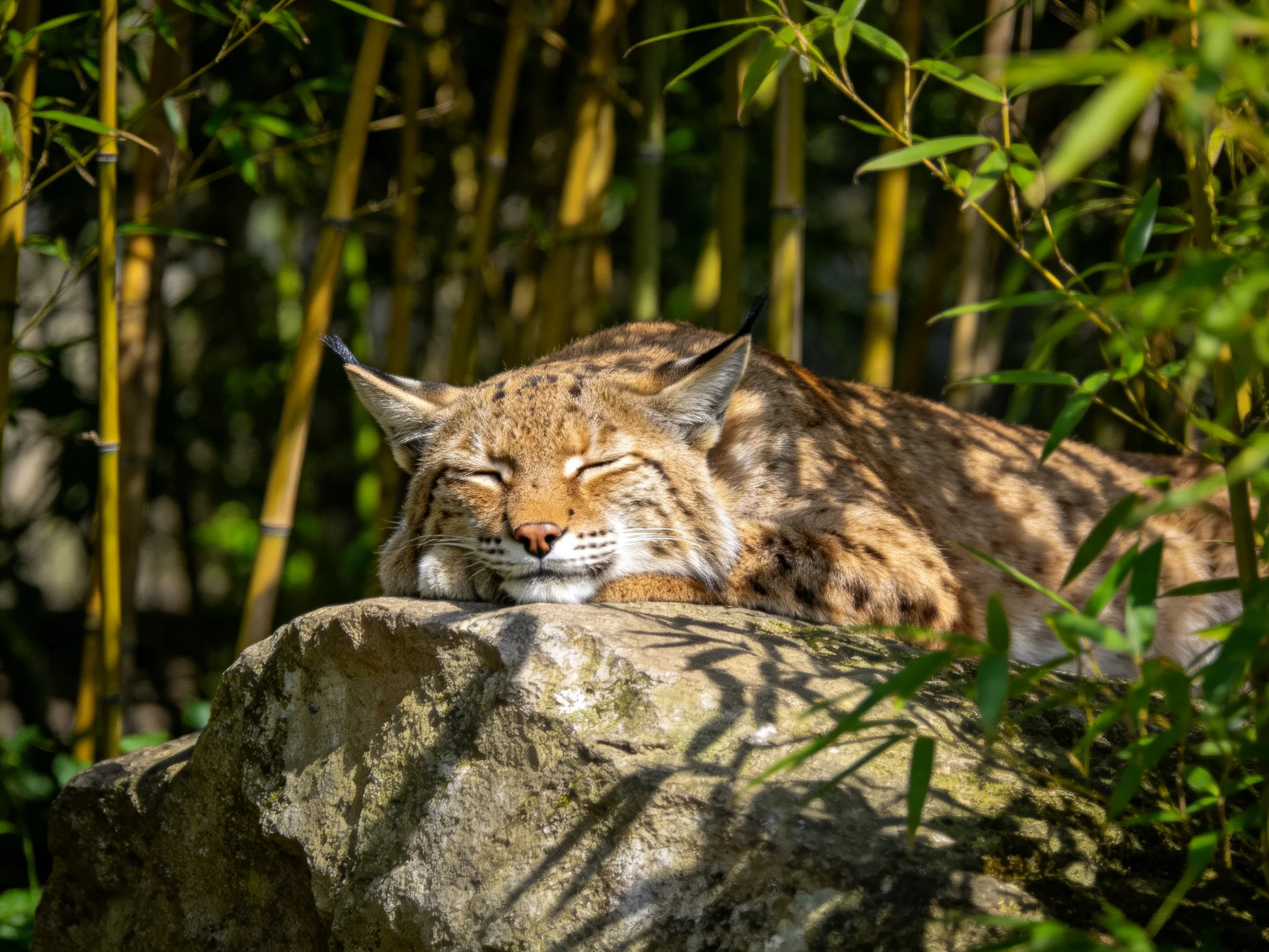 A brown lynx rests on a mossy rock amid bamboo foliage
