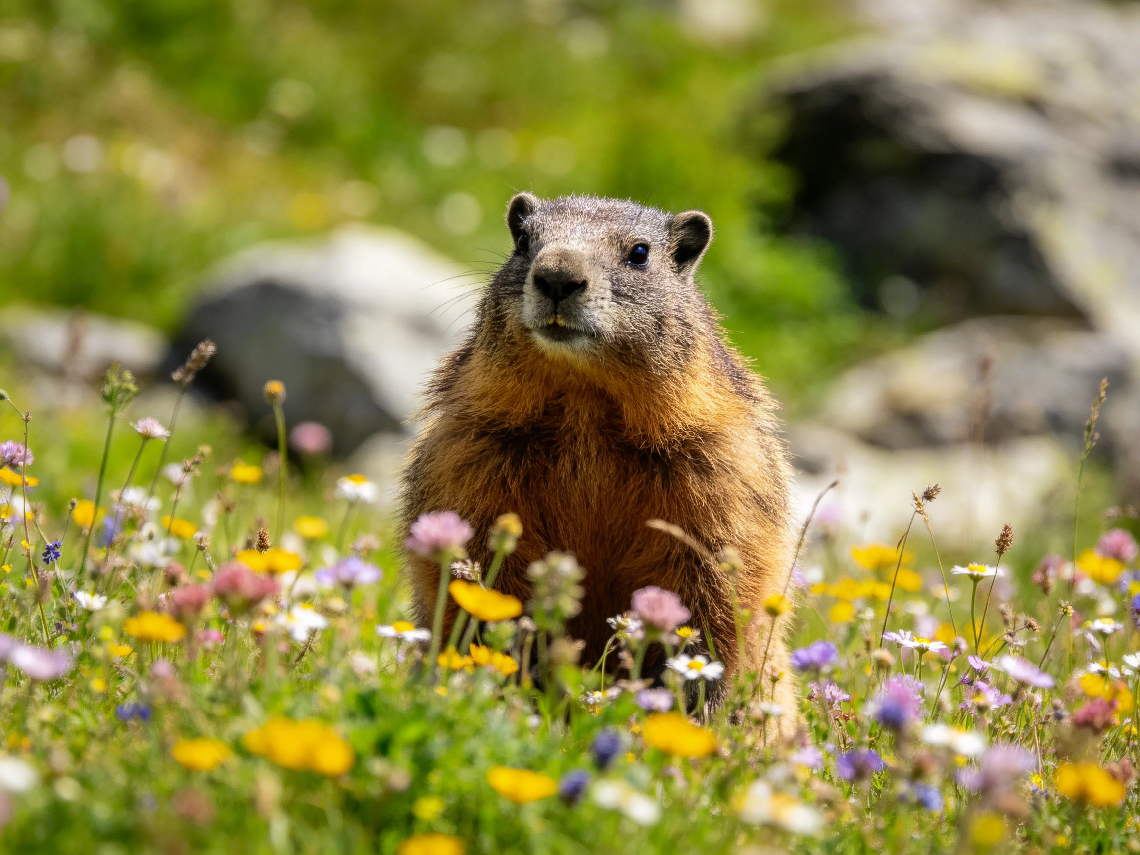A brown marmot in a meadow of colorful wildflowers with rocks nearby