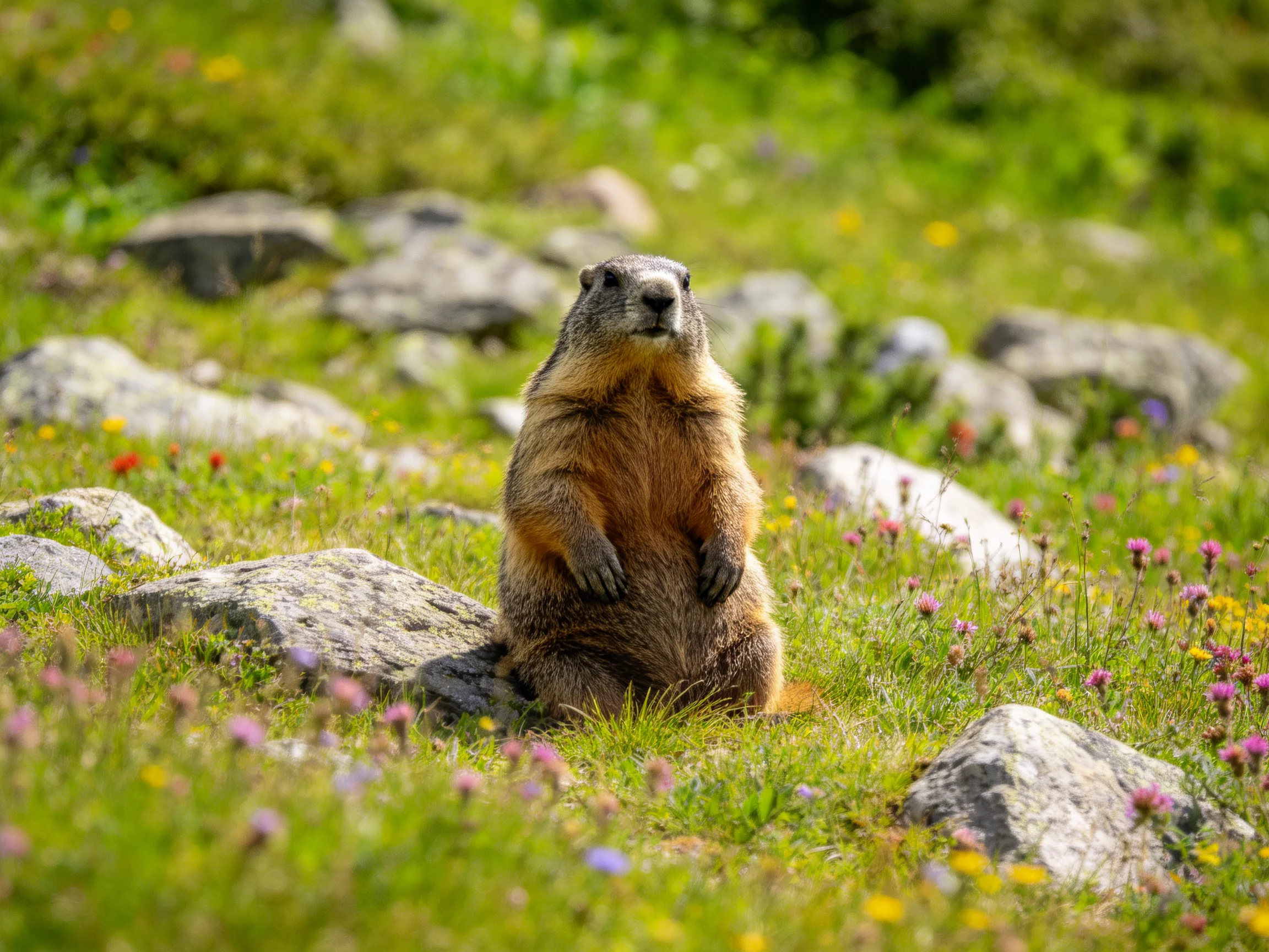 A brown marmot stands among colorful wildflowers and gray rocks