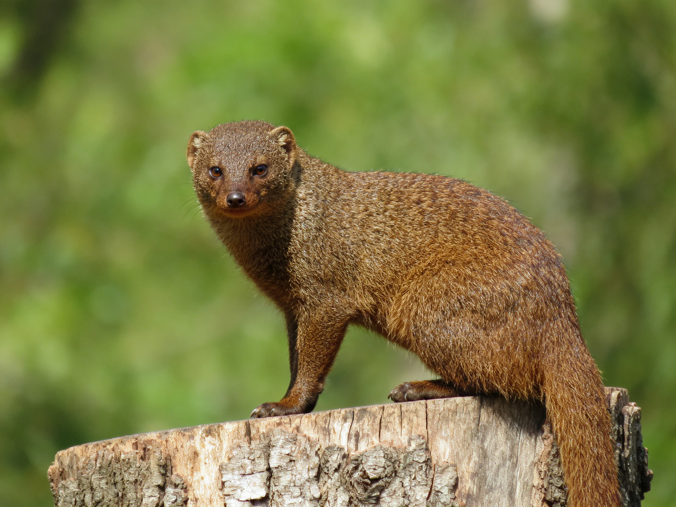 A brown mongoose perches on a weathered tree stump