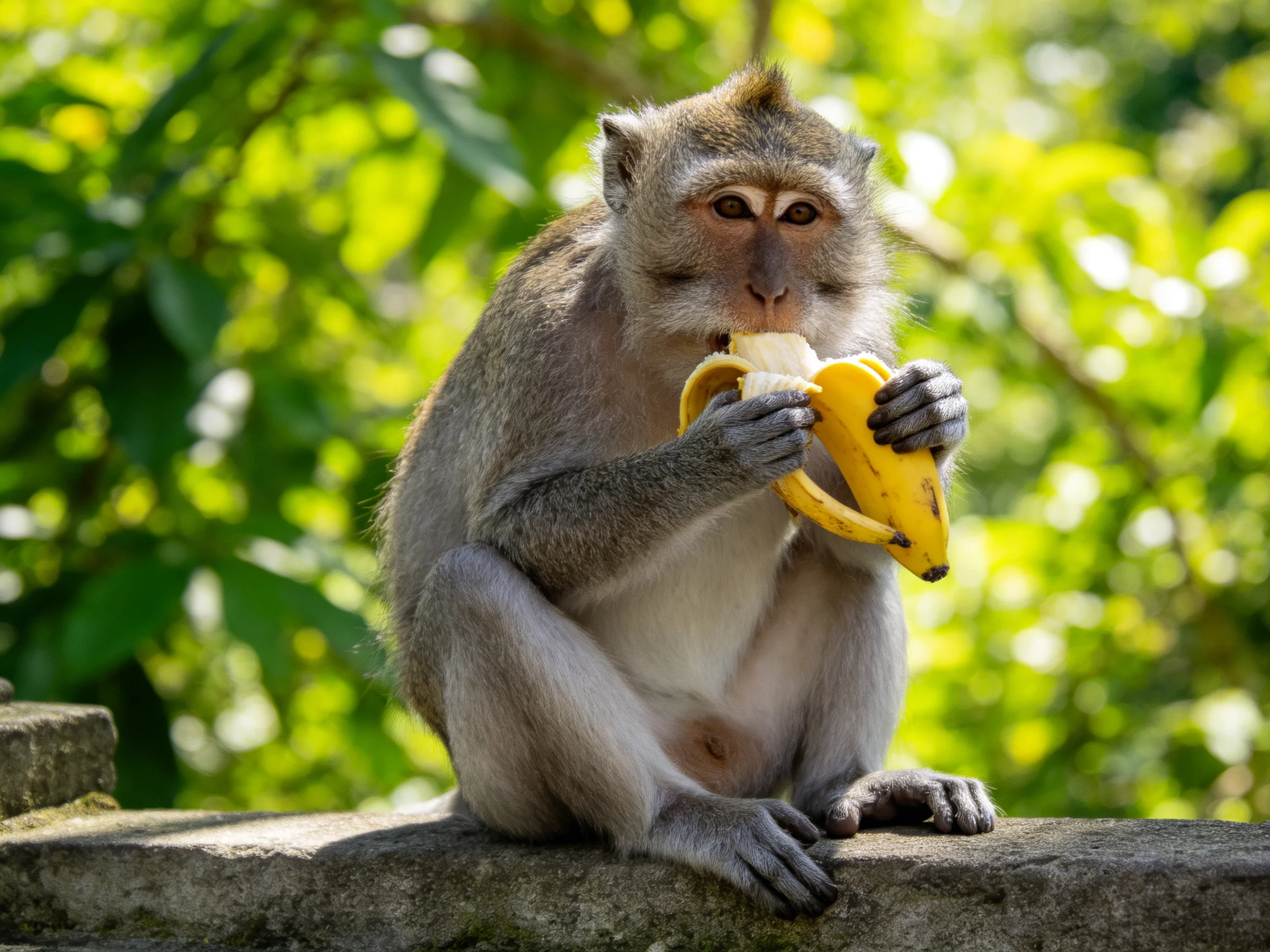 A brown monkey eating a yellow banana on a stone ledge among green foliage