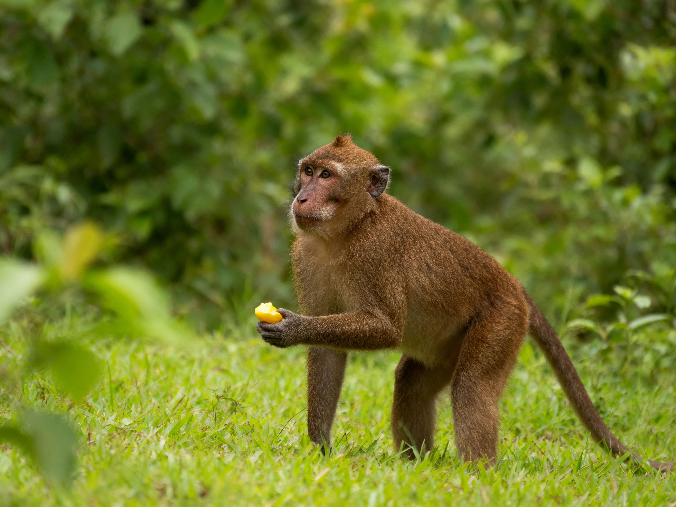 A brown monkey holds fruit while standing on grass in a green, leafy area.