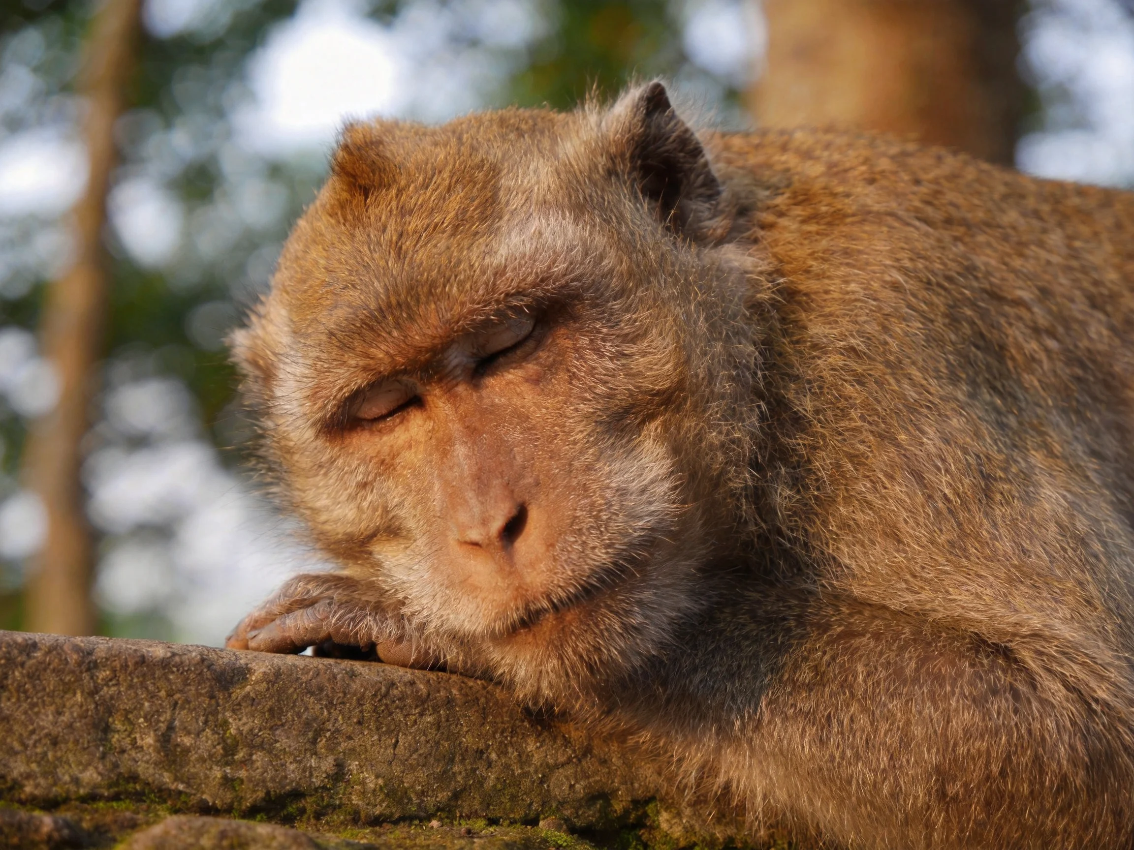 A brown monkey rests peacefully atop a weathered stone ledge