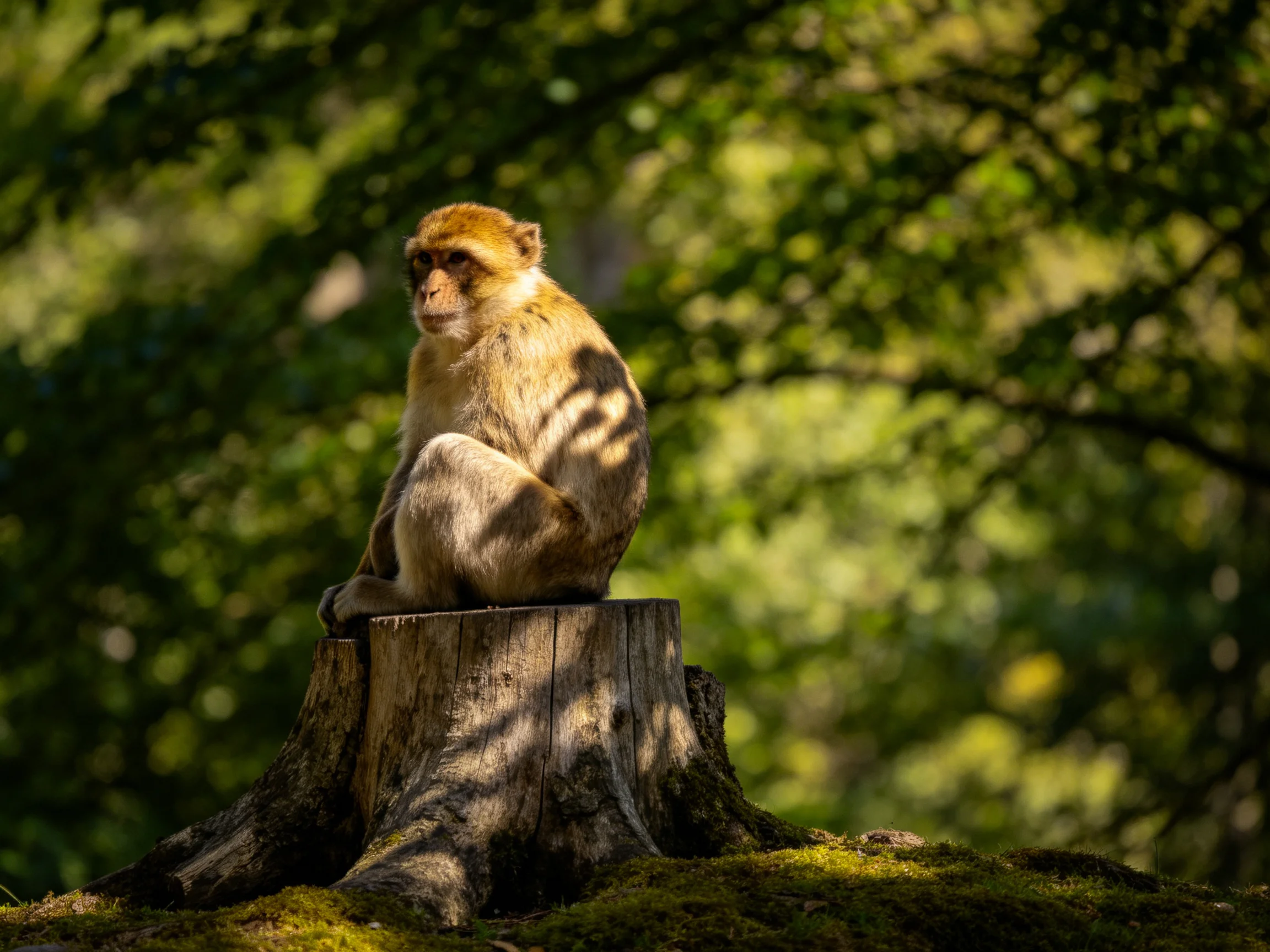 A brown monkey sits atop a mossy wooden stump in a sun-dappled forest