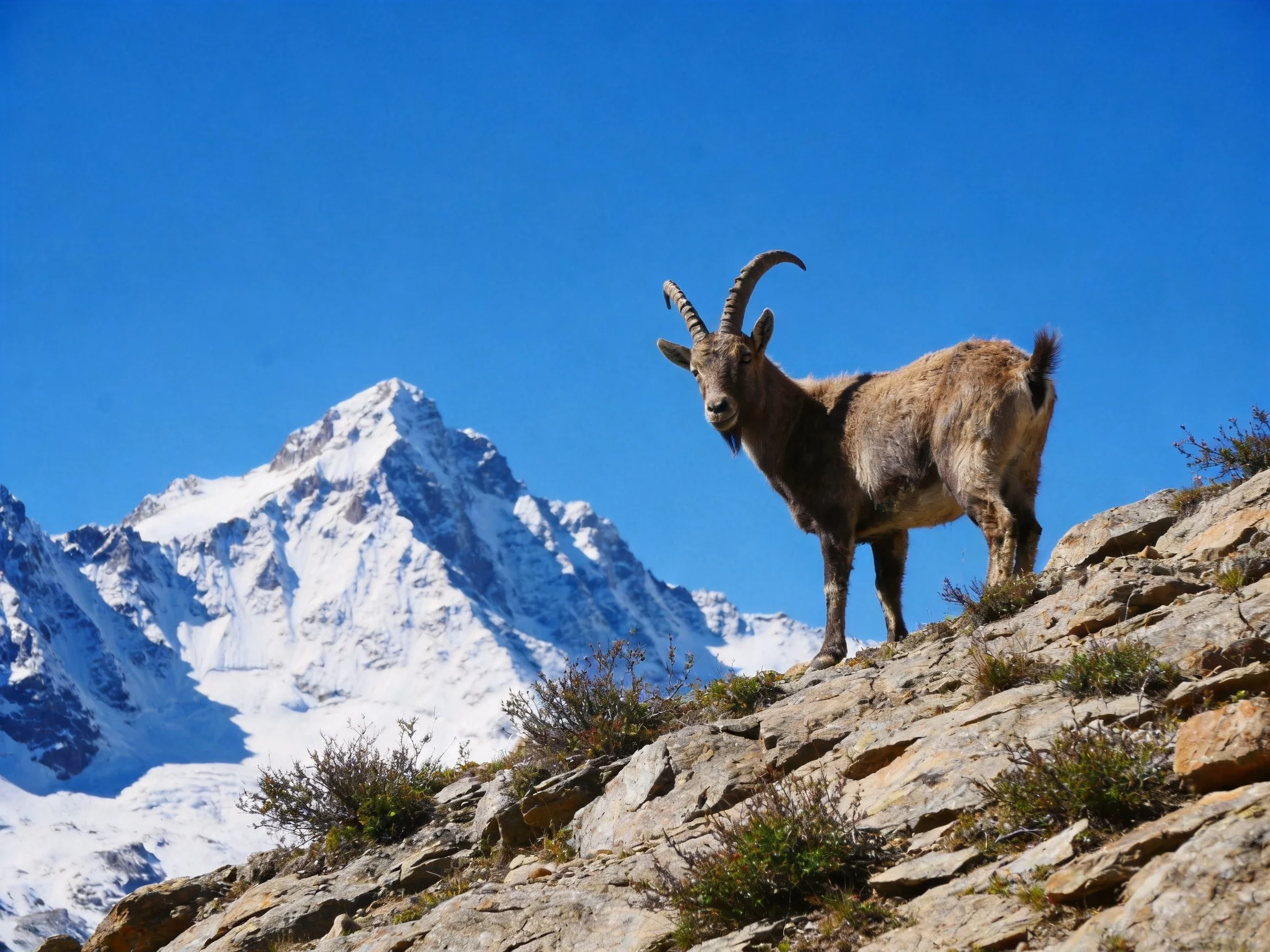 A brown mountain goat stands on rocky terrain near snow - capped peaks under clear blue sky
