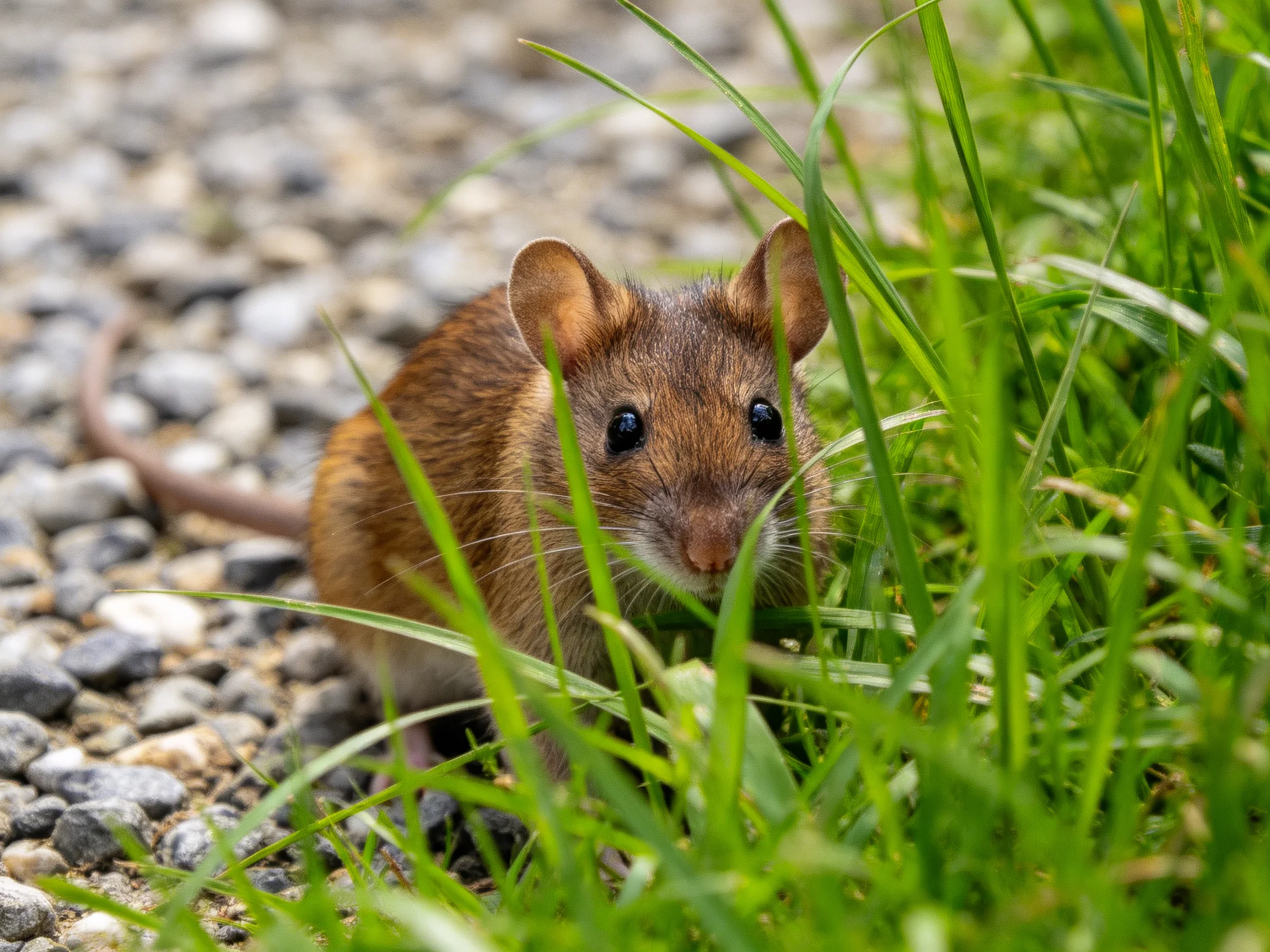 A brown mouse peeks from tall green grass near a gravel path
