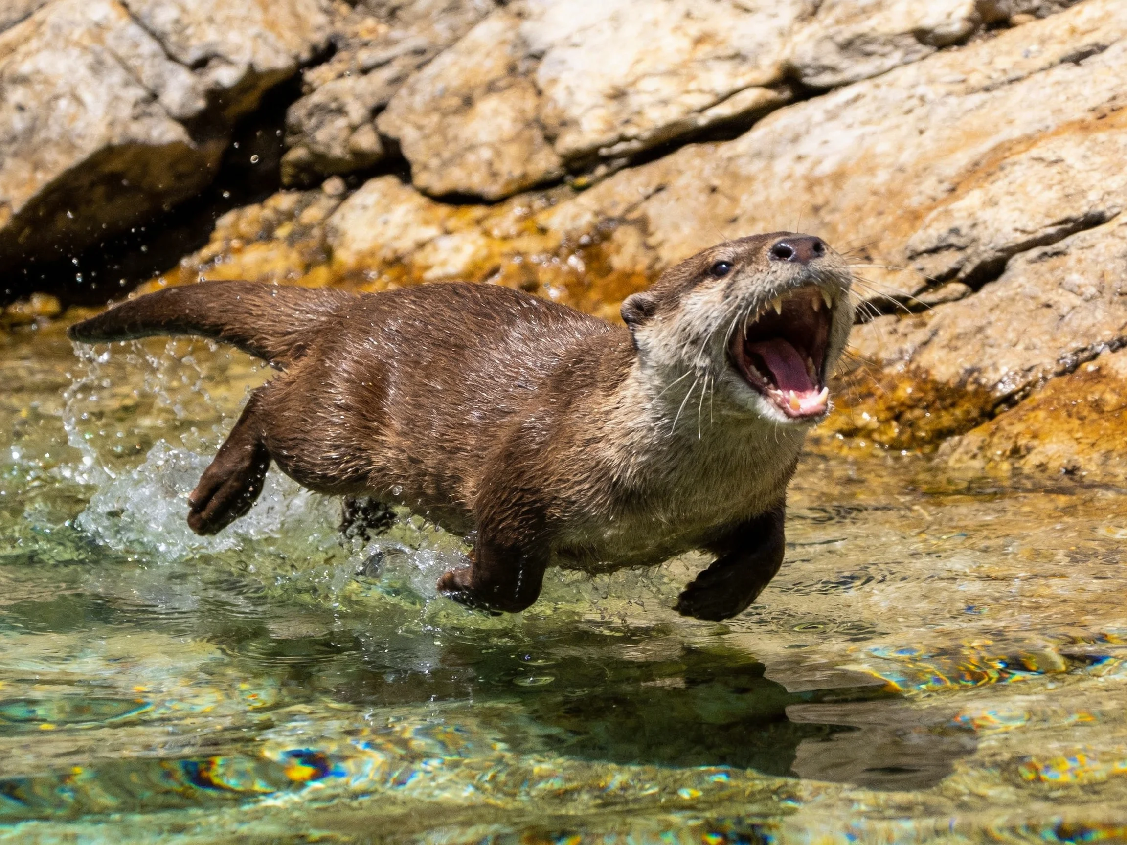 A brown otter leaps through clear water near rocky cliffs