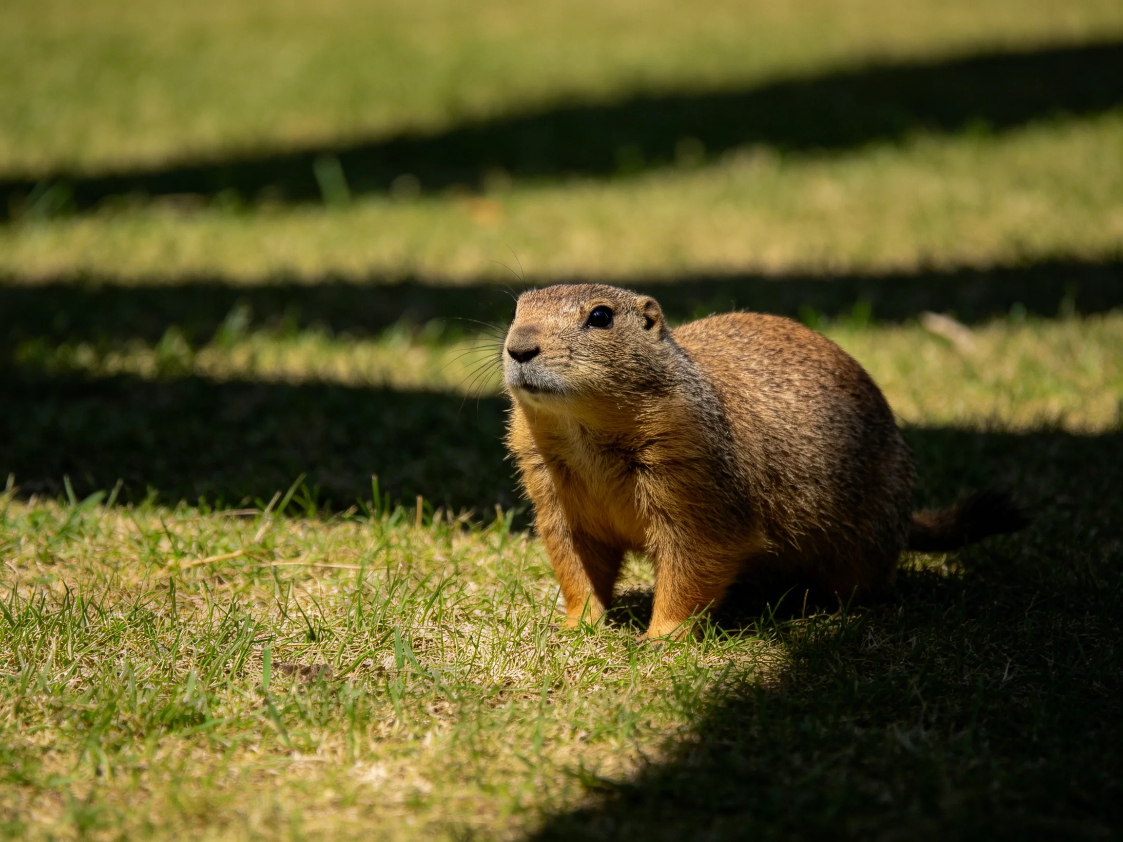 A brown prairie dog on sunlit green grass with striped shadows