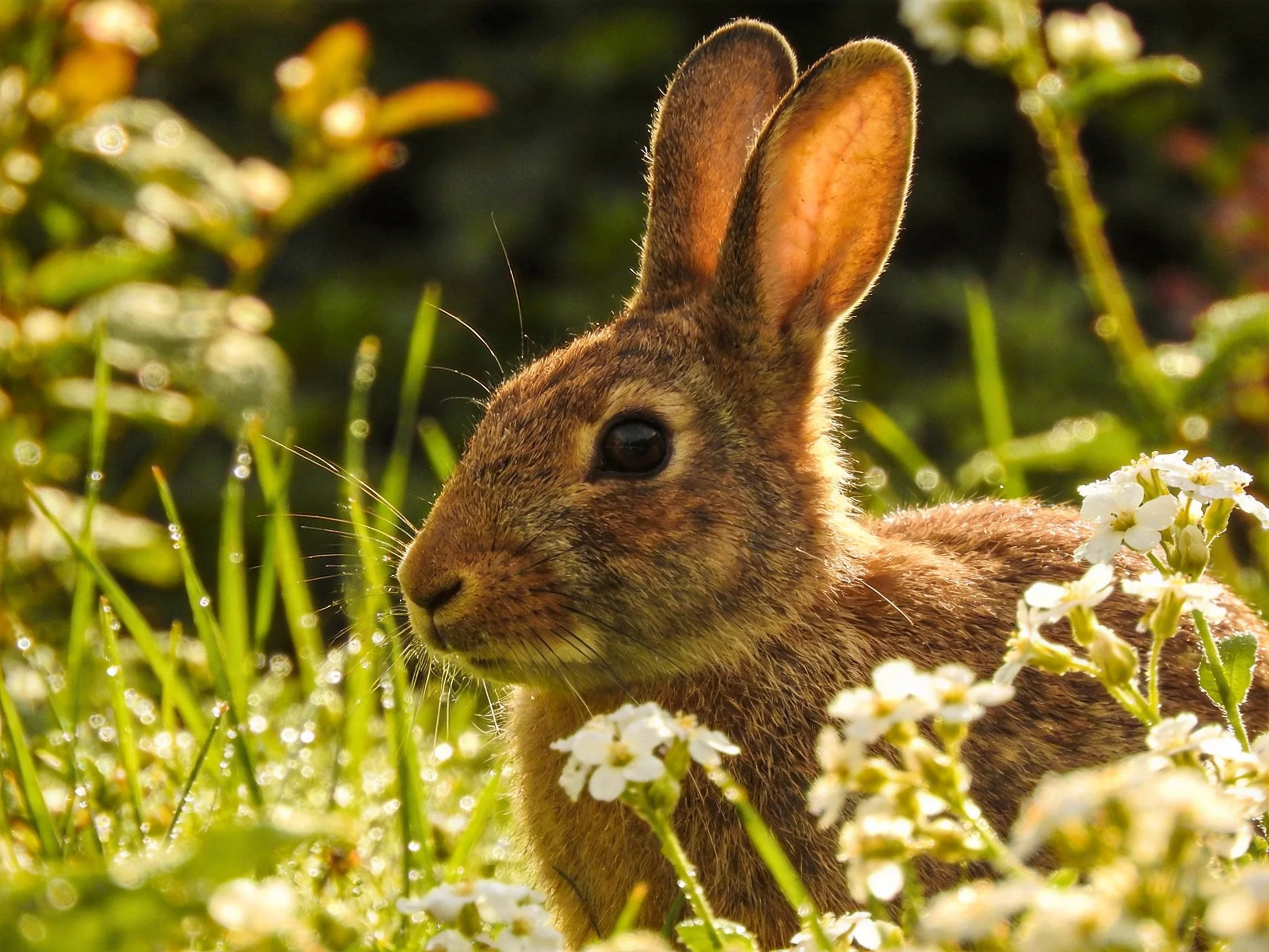 A brown rabbit amidst white flowers and green foliage