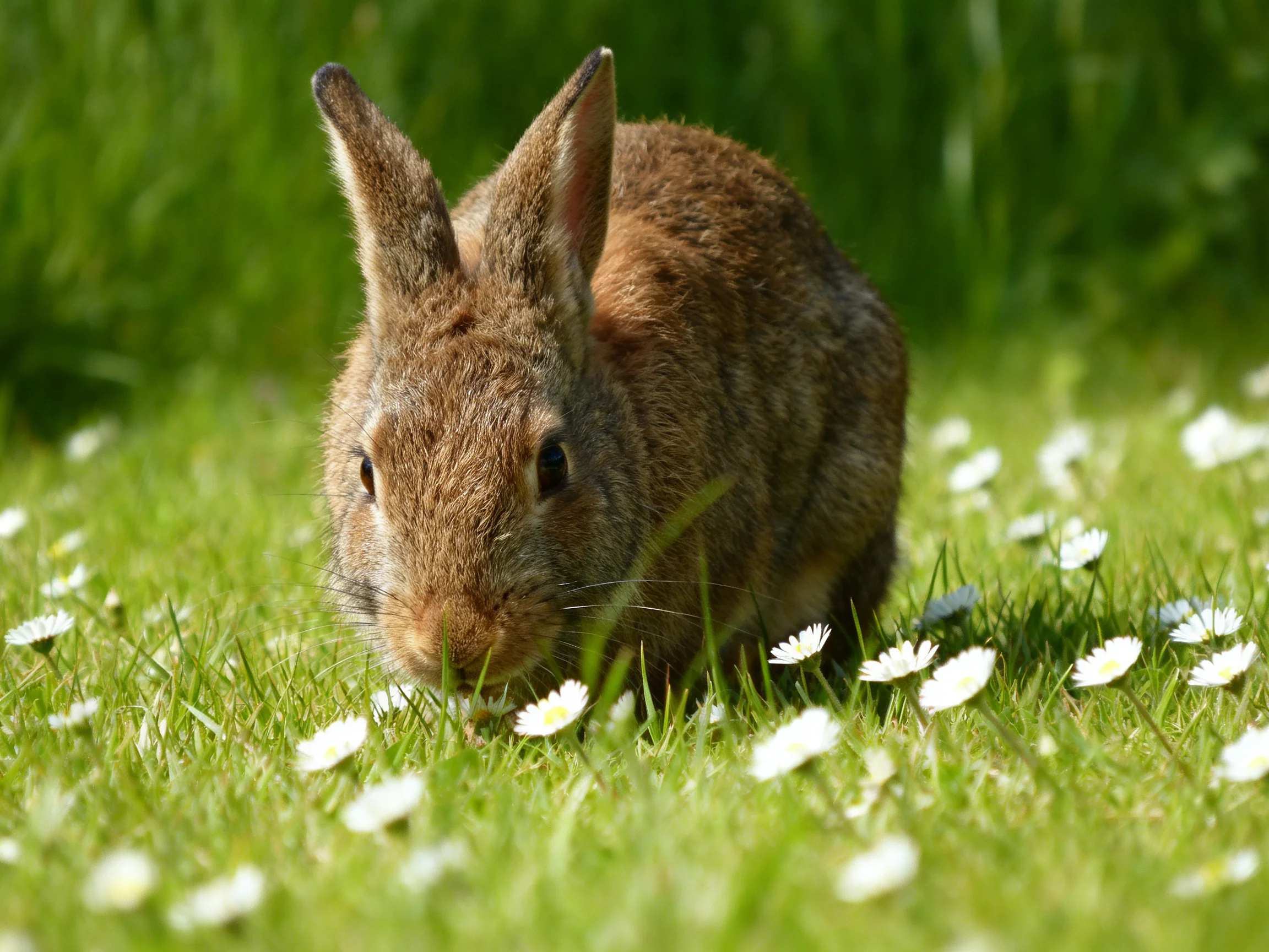 A brown rabbit grazing in a meadow with lush green grass and white daisies