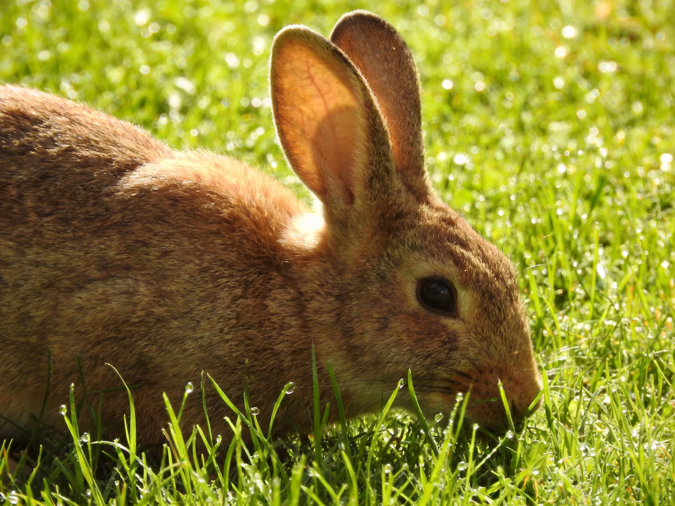 A brown rabbit grazing in lush green grass under bright sunlight