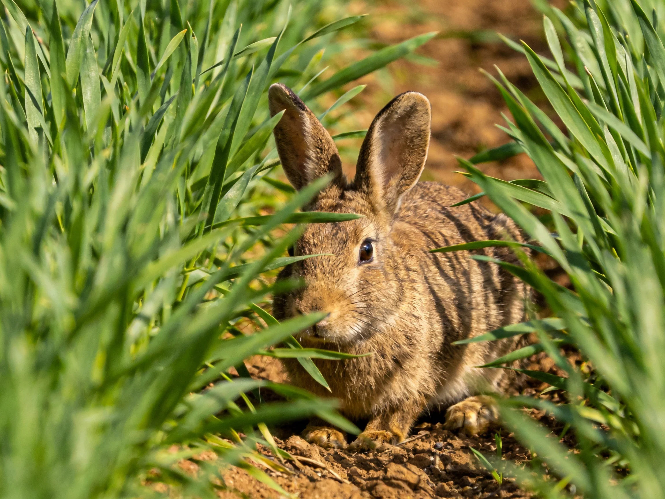 A brown rabbit nestled among tall green grasses near earthy soil