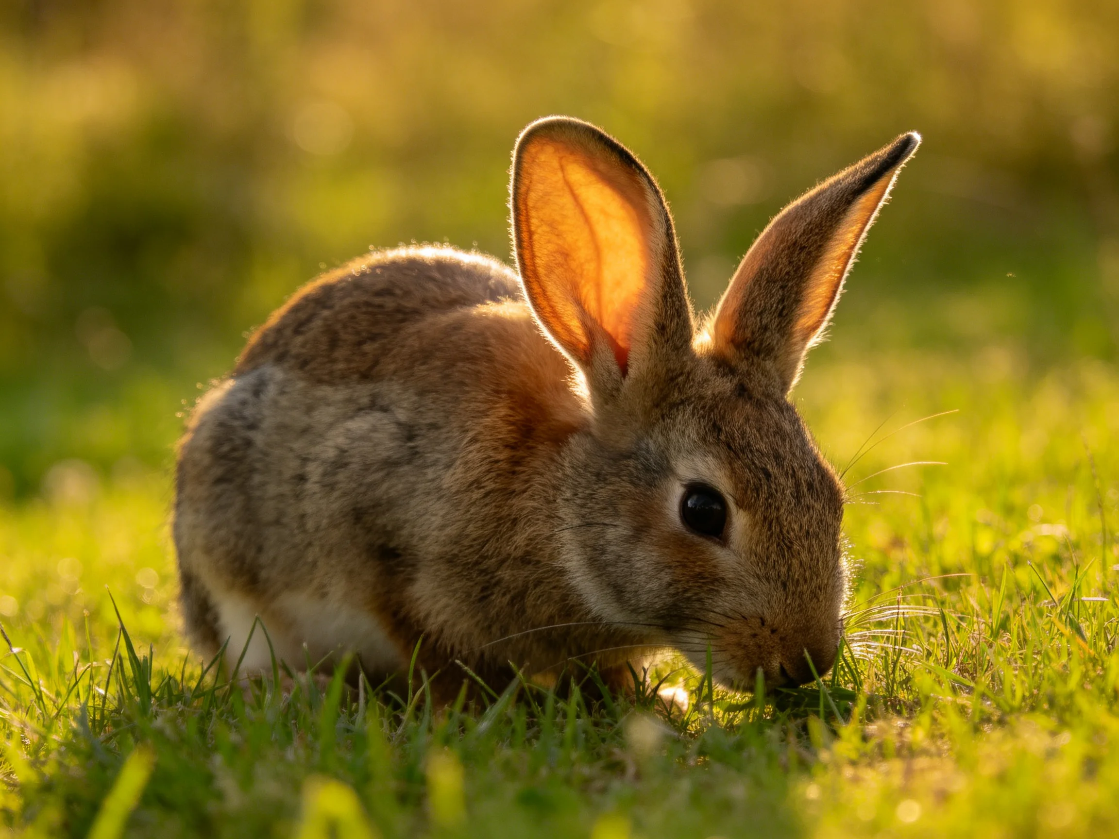 A brown rabbit nibbles on lush green grass in golden sunlight