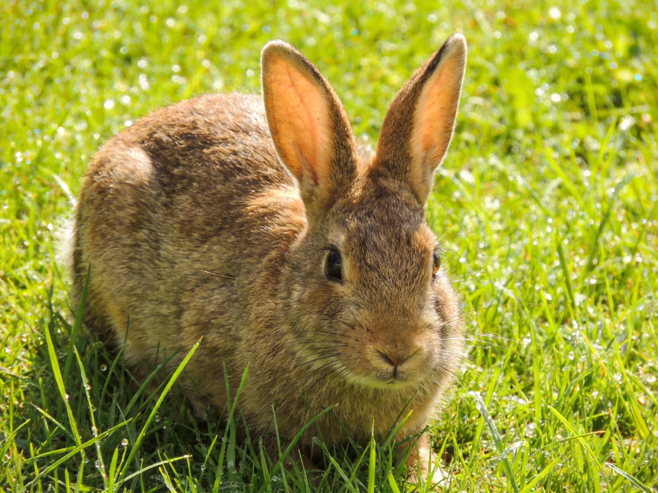 A brown rabbit rests amid vibrant green grass under sunny conditions