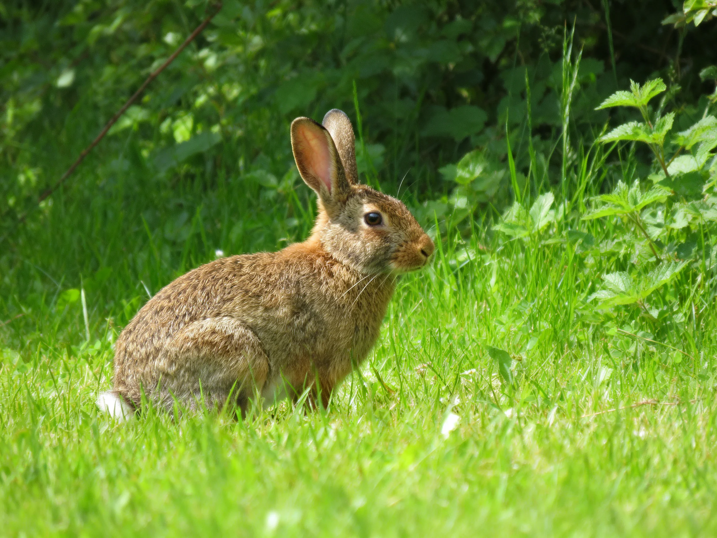 A brown rabbit sits in lush green grass with leafy surroundings