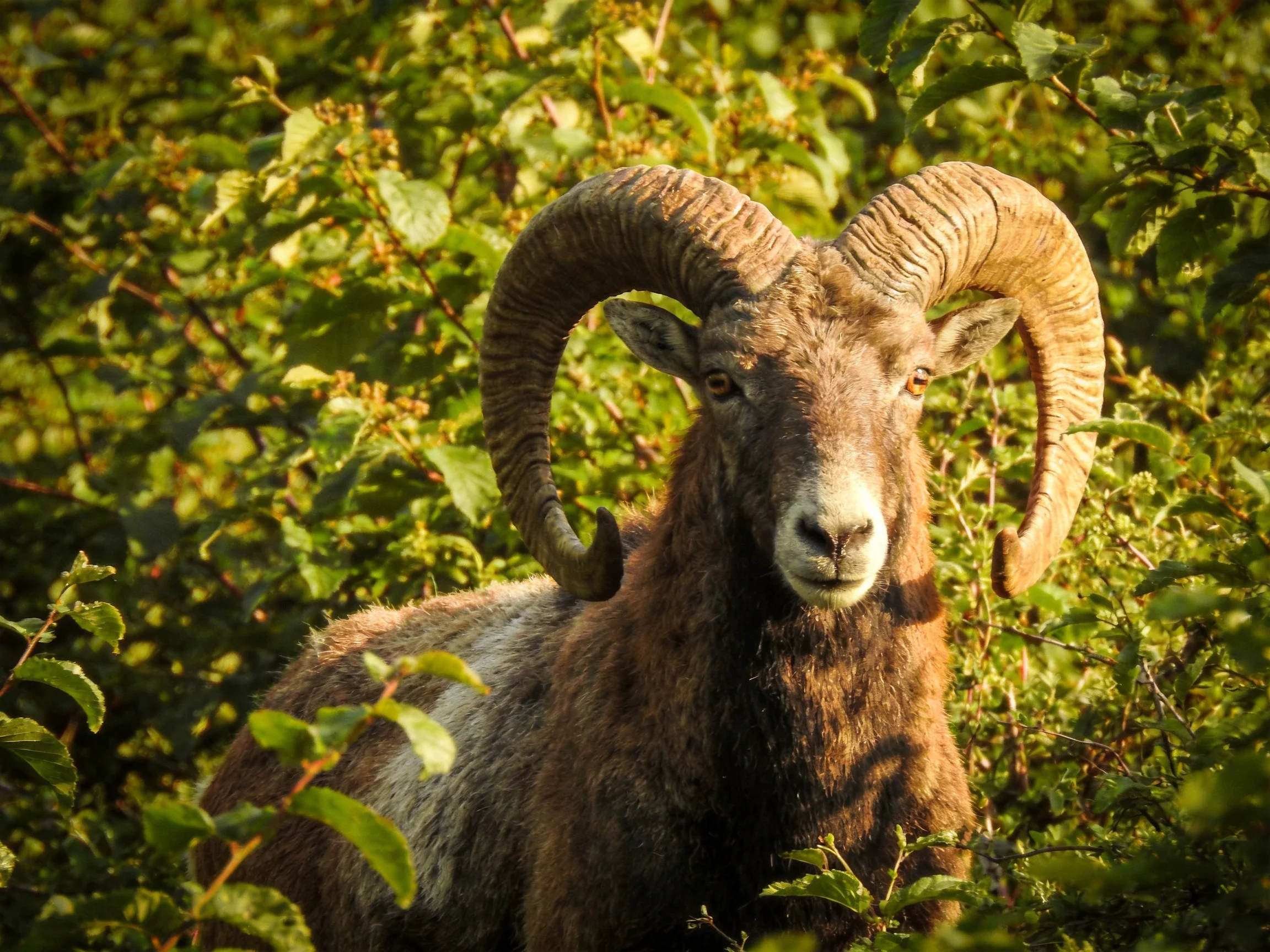 A brown ram with massive curved horns amid lush green foliage